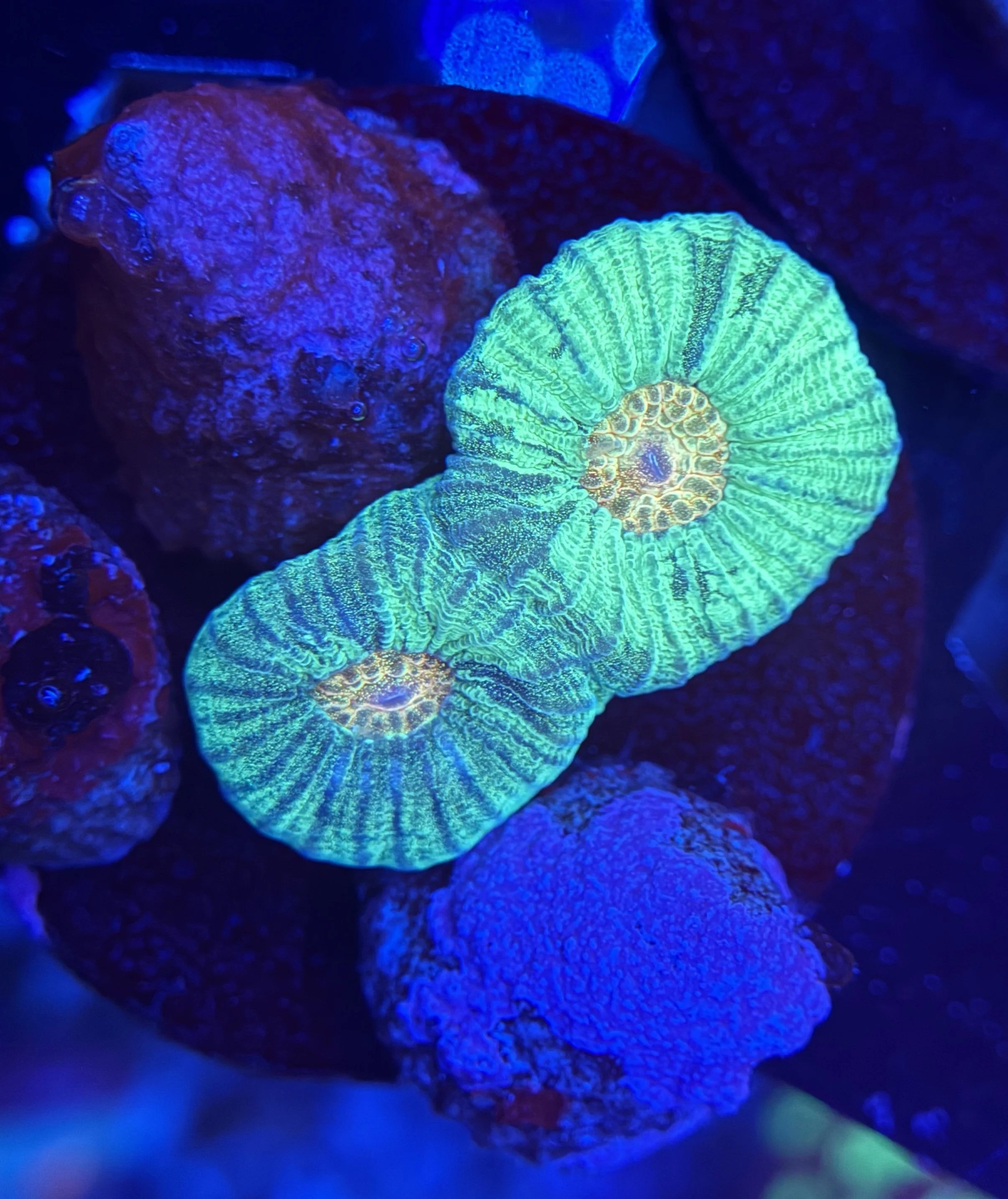 Ultra Favia Frag 004