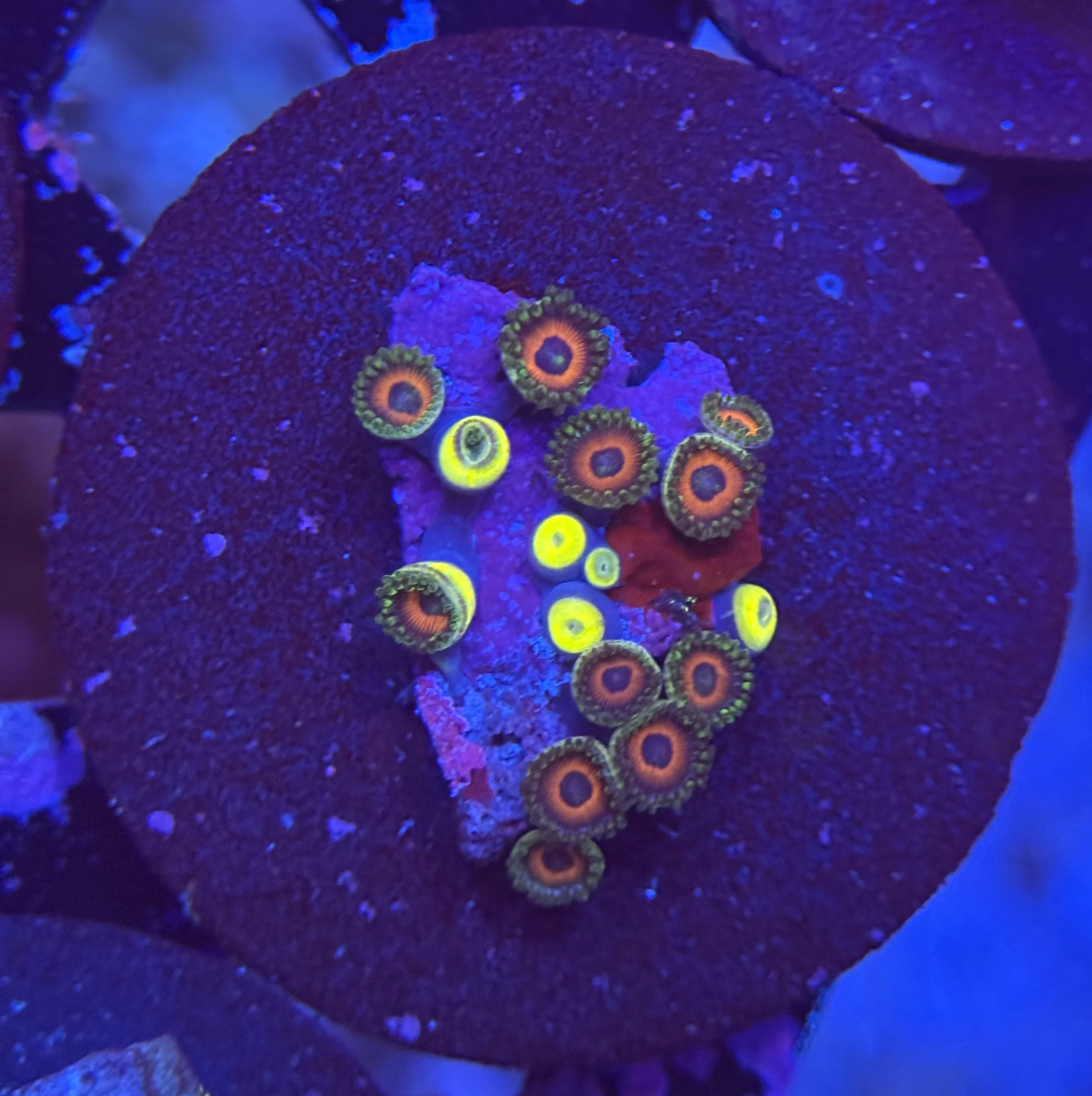Assorted Zoa Frag 010 $30.jpg