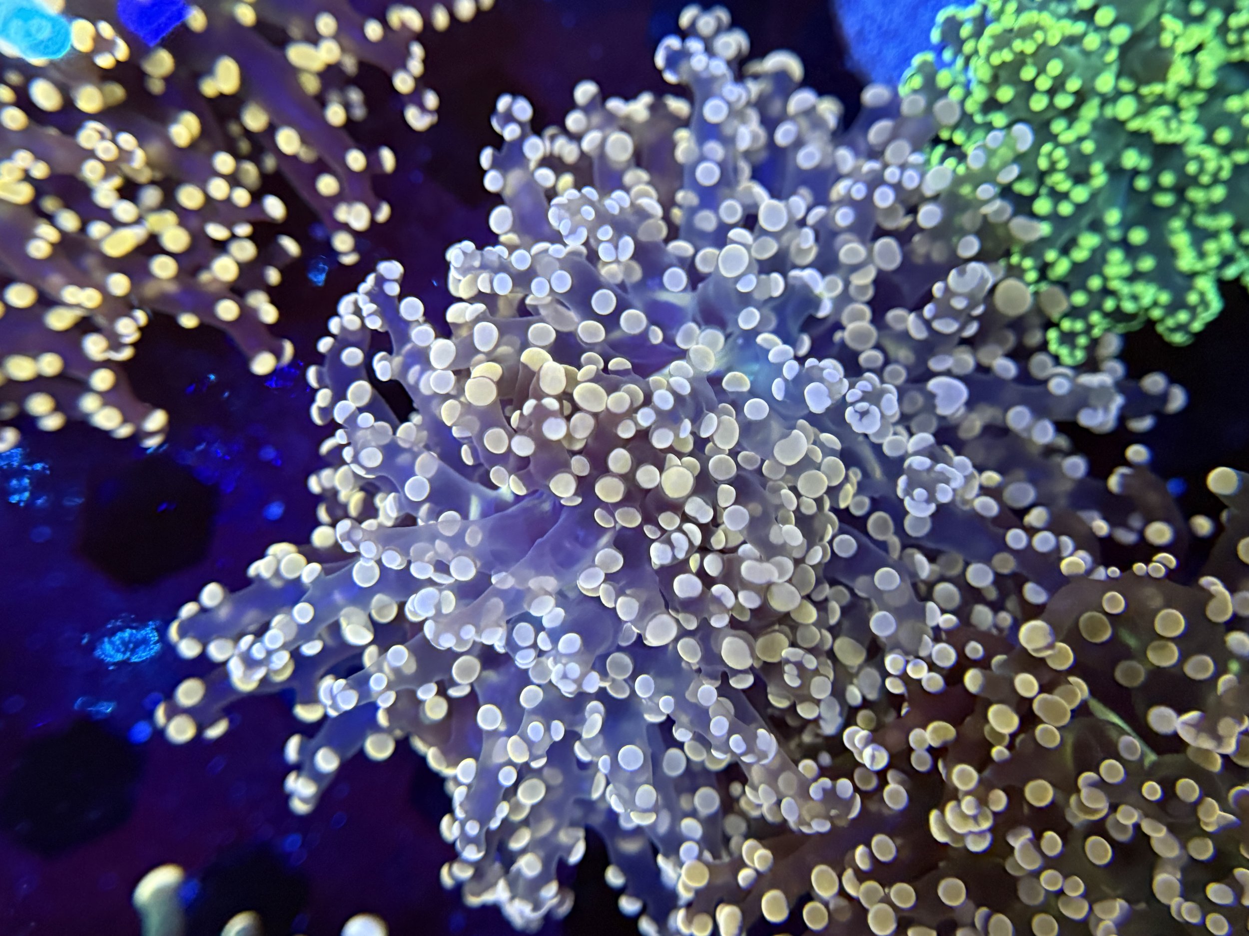 Peach Frogspawn