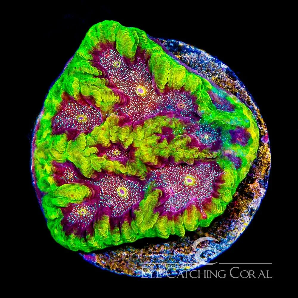 ECC Mean Machine Favites Frag — Special Order [AC883]
