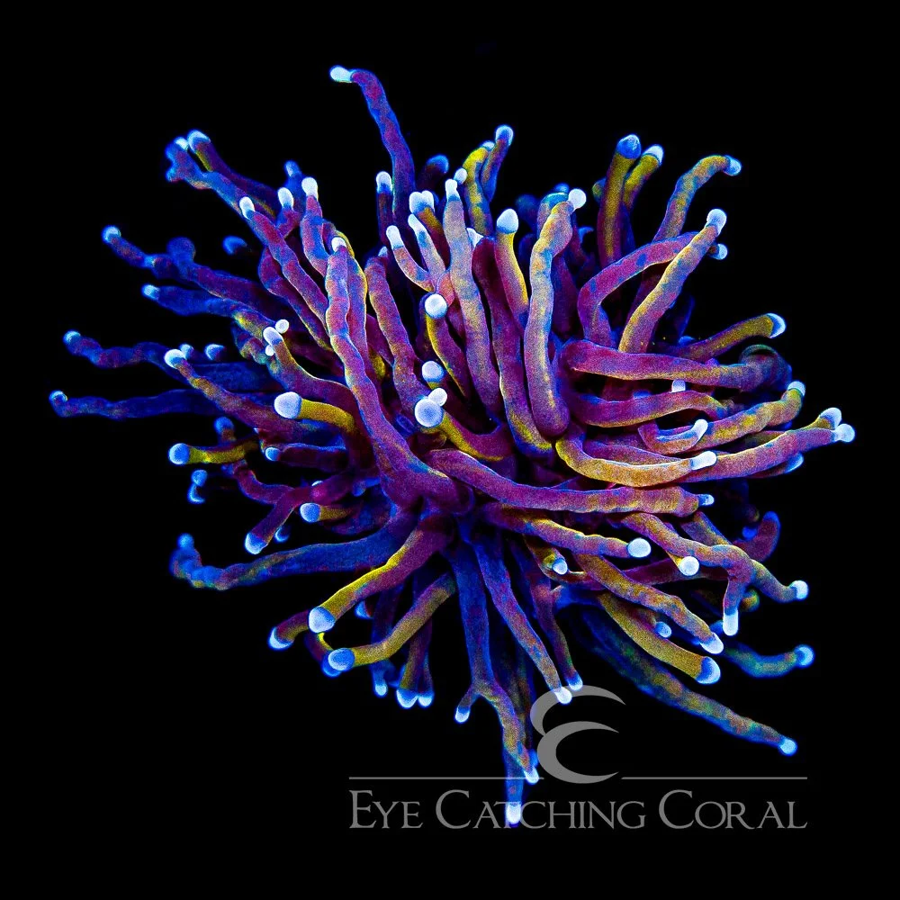 ECC Triptic Torch Frag — Special Order [AC1045]