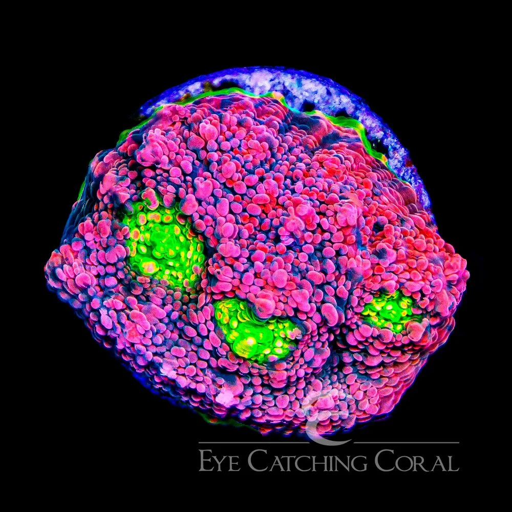 ECC Hyper Magenta Chalice Frag — Special Order [AC1032]