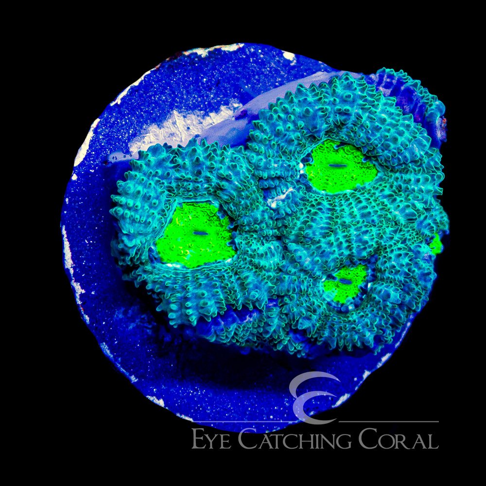 ECC Glowing Grove Micromussa Frag — Special Order [AC1092]