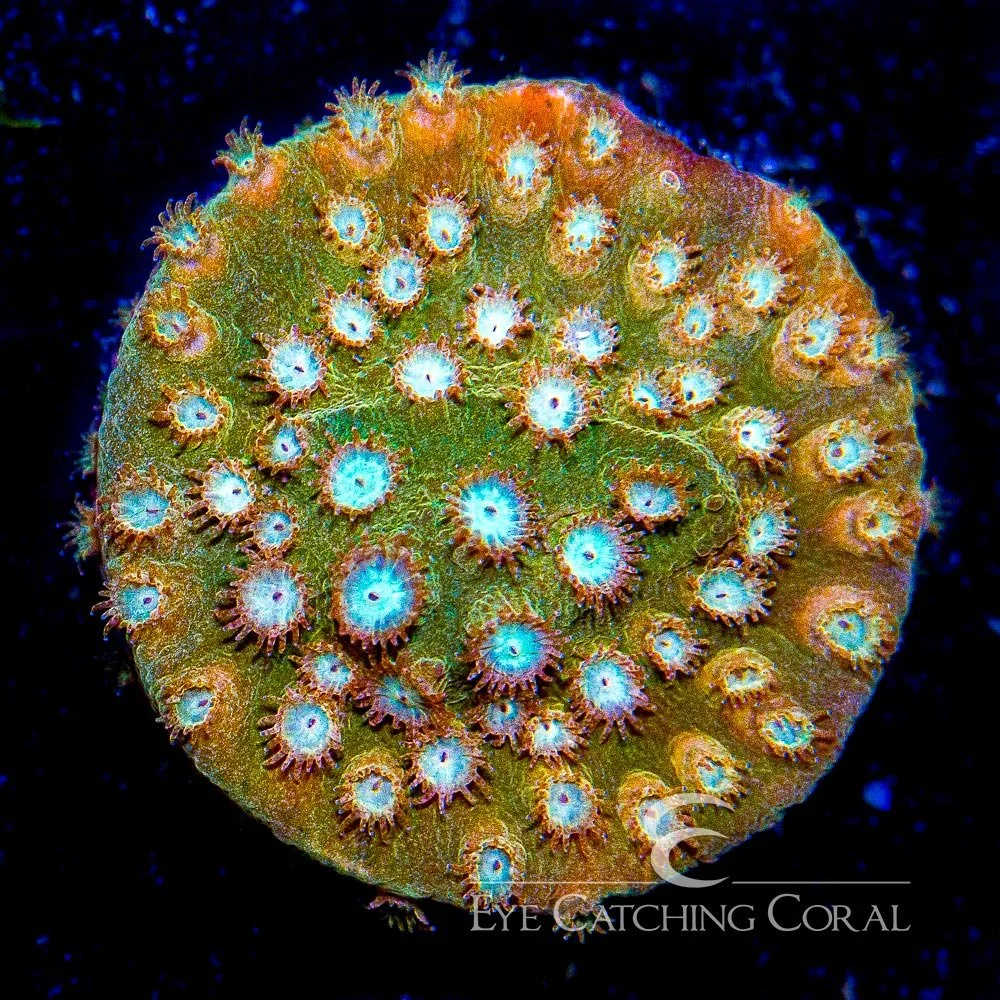 ECC Peachy Keen Cyphastrea Frag — Special Order [AC175]