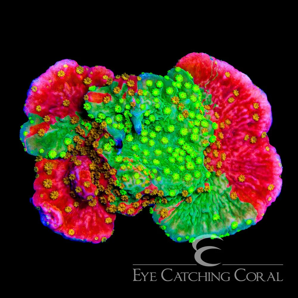 ECC Sunfire Grafted Montipora Cap Frag — Special Order [AC1145]