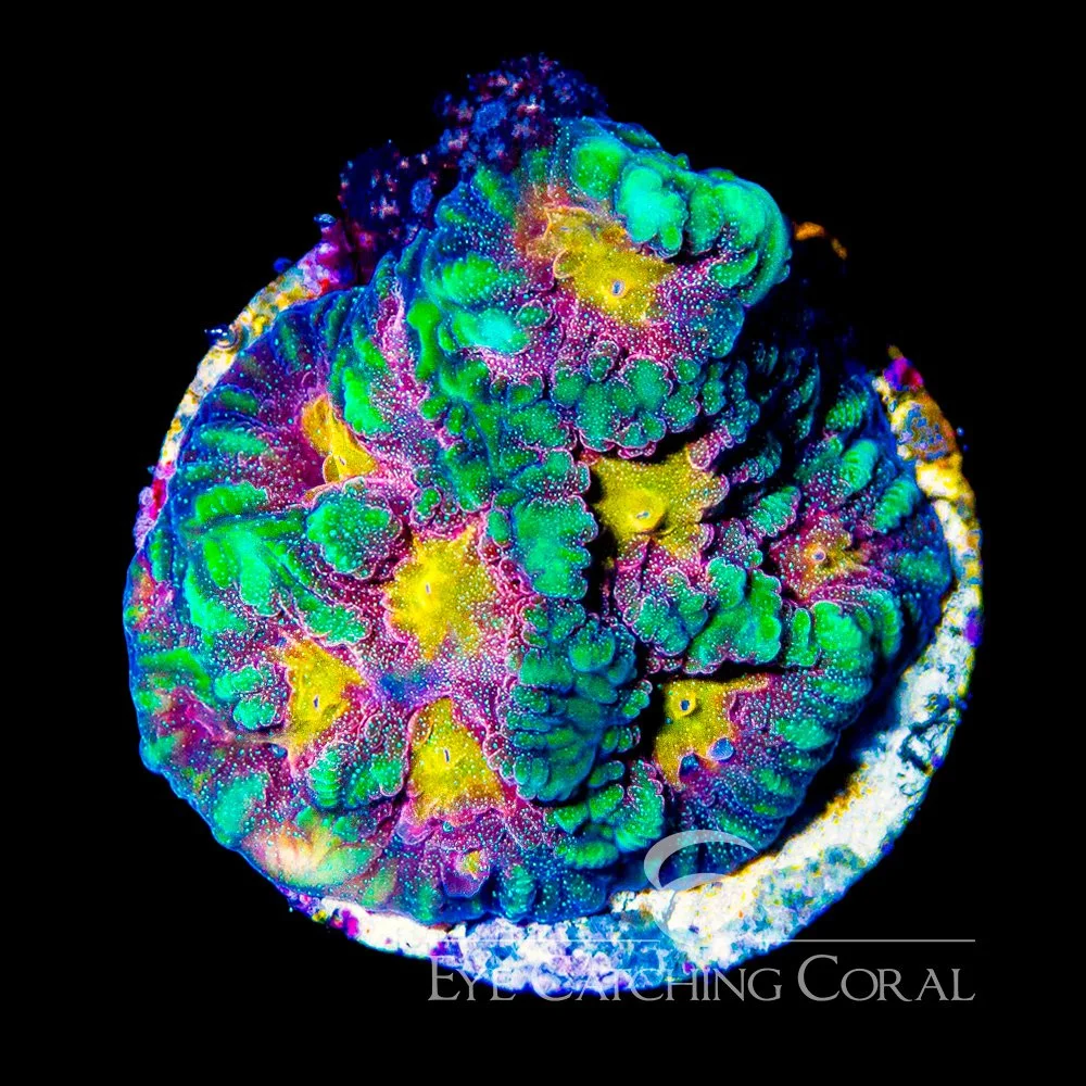 ECC Multidimensional Favites Frag — Special Order [AC922]