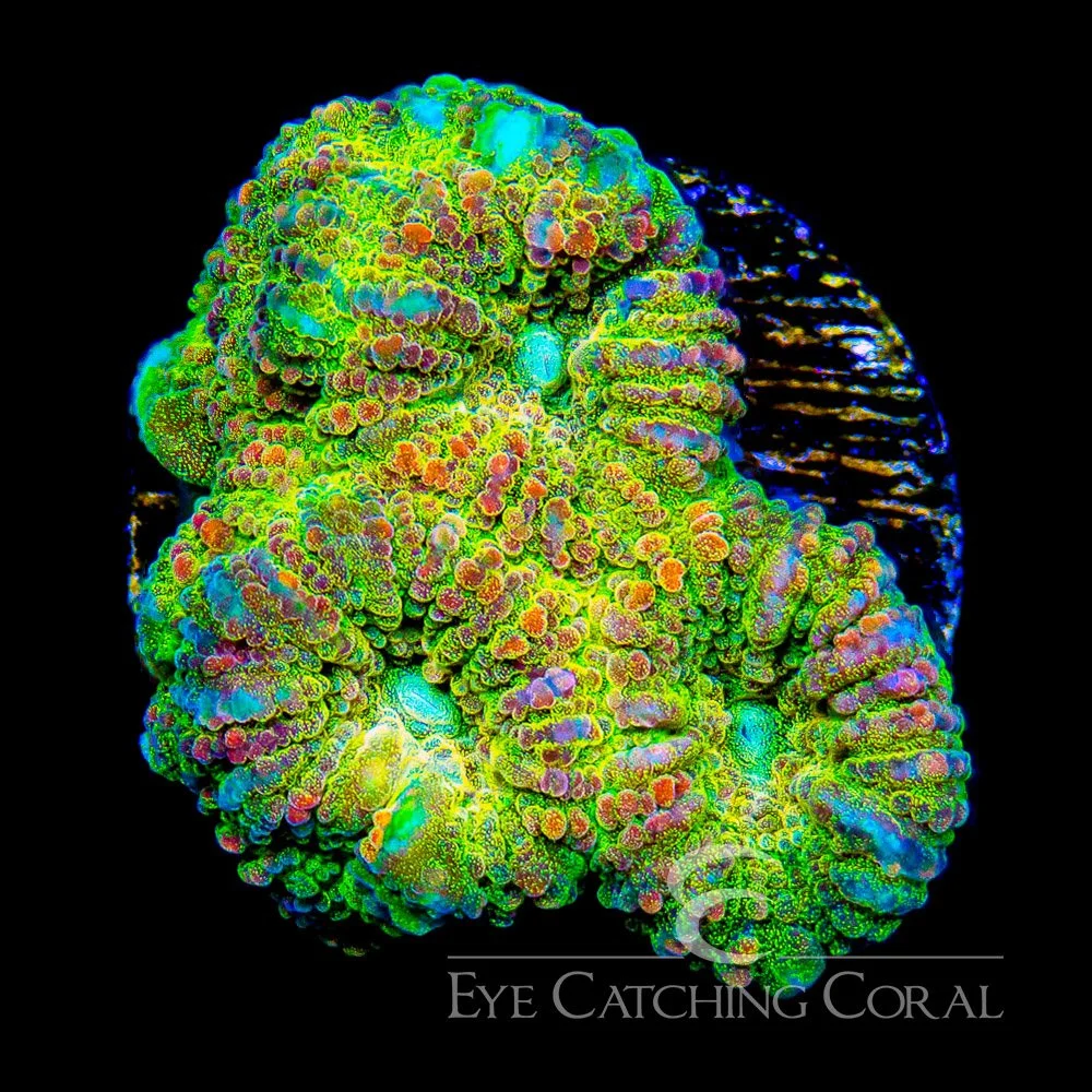 ECC Pink Banana Favia Frag — Special Order [AC978]