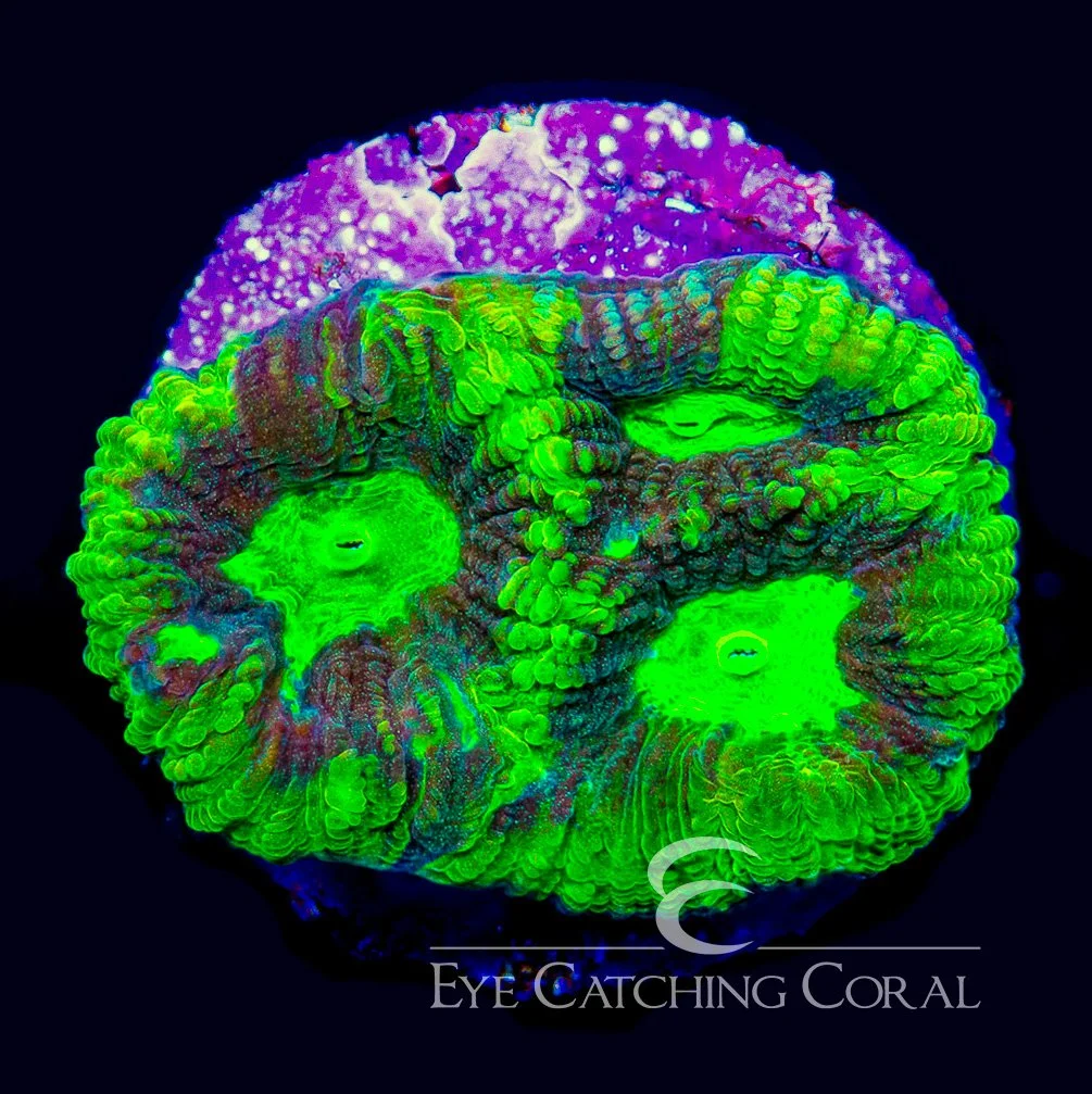 ECC Venomous Burst Favia Frag — Special Order [AC1149]