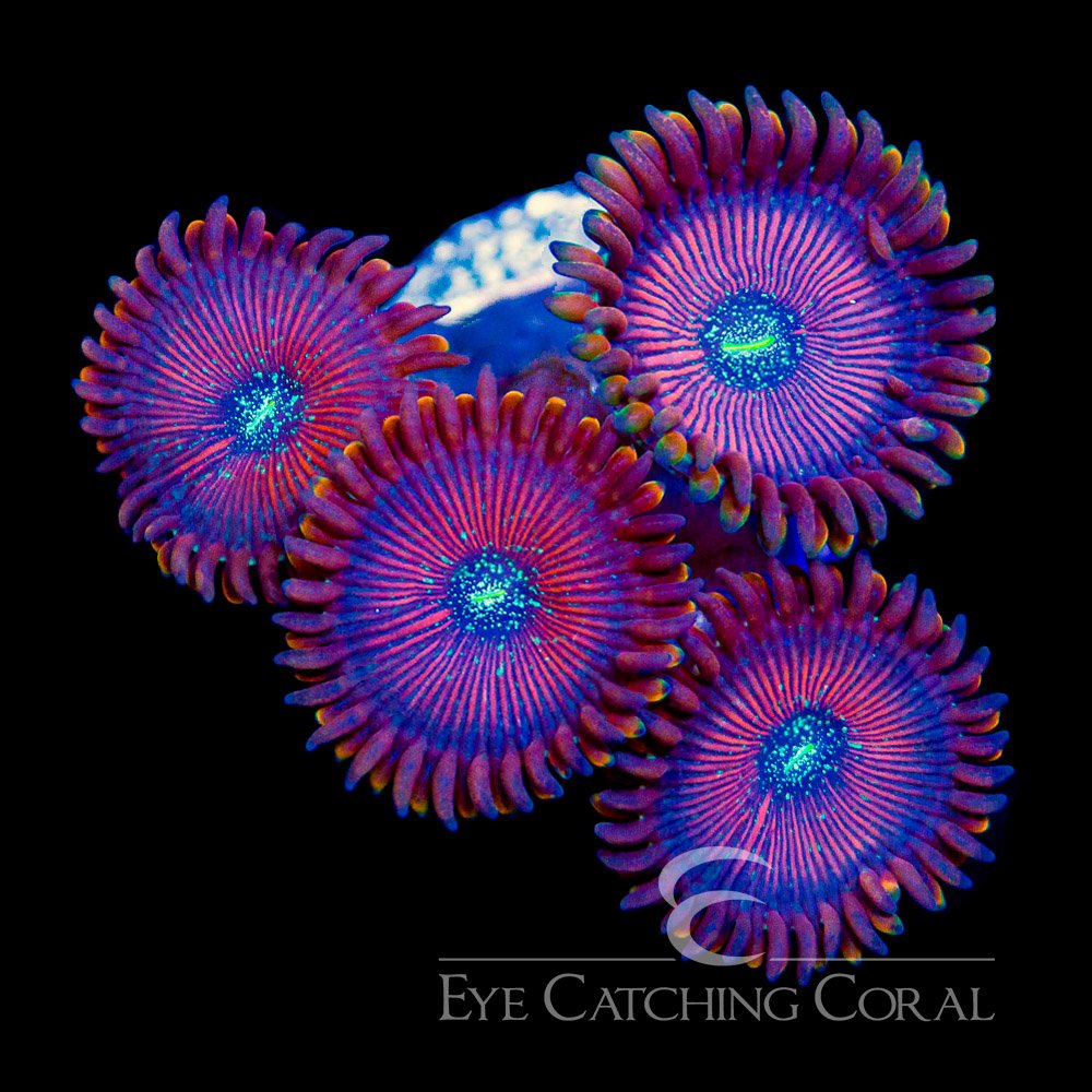ECC Warlock Zoanthid Frag (2 Polyp Average) — Special Order [AC386]
