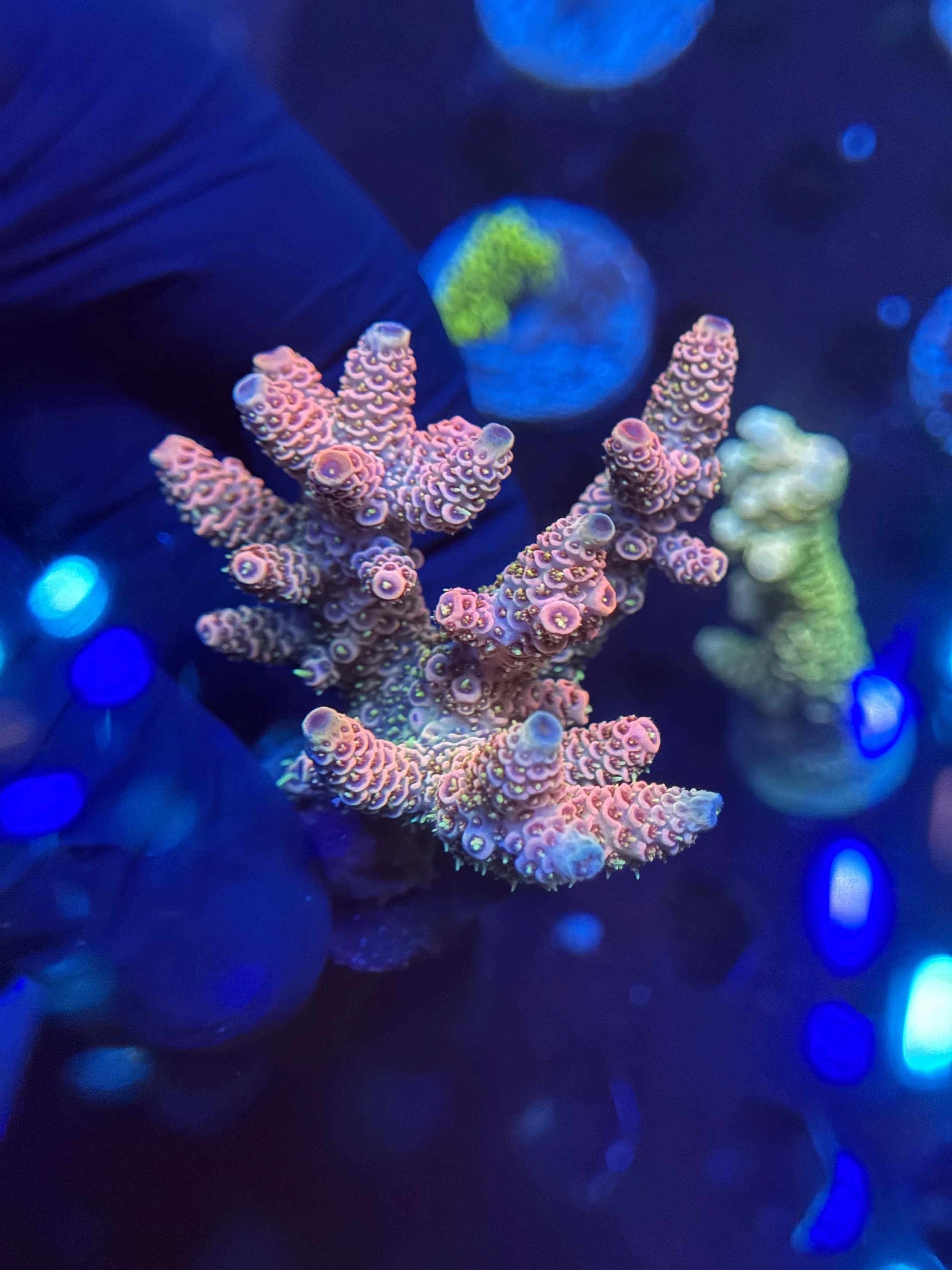 Millie Acropora Cultured 003