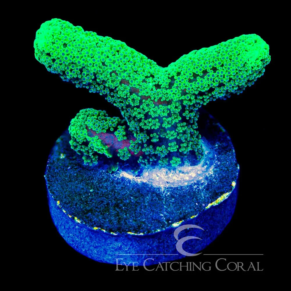 ECC Lush Oasis Birdsnest Frag — Special Order [AC1112]