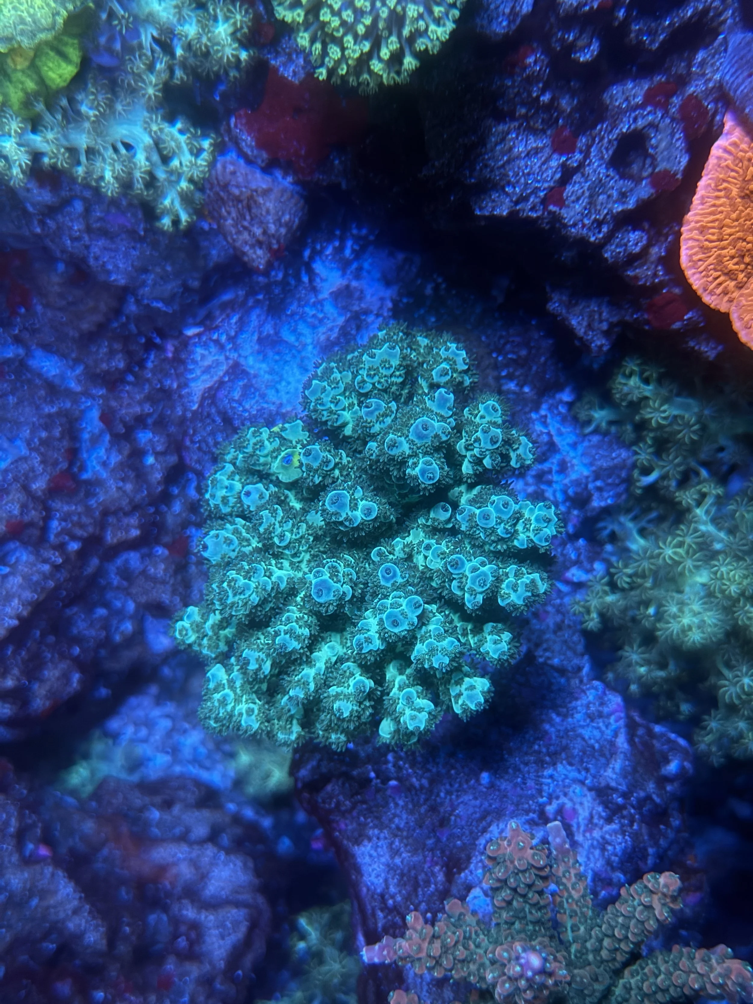 FIJI ACRO PREMIUM LG