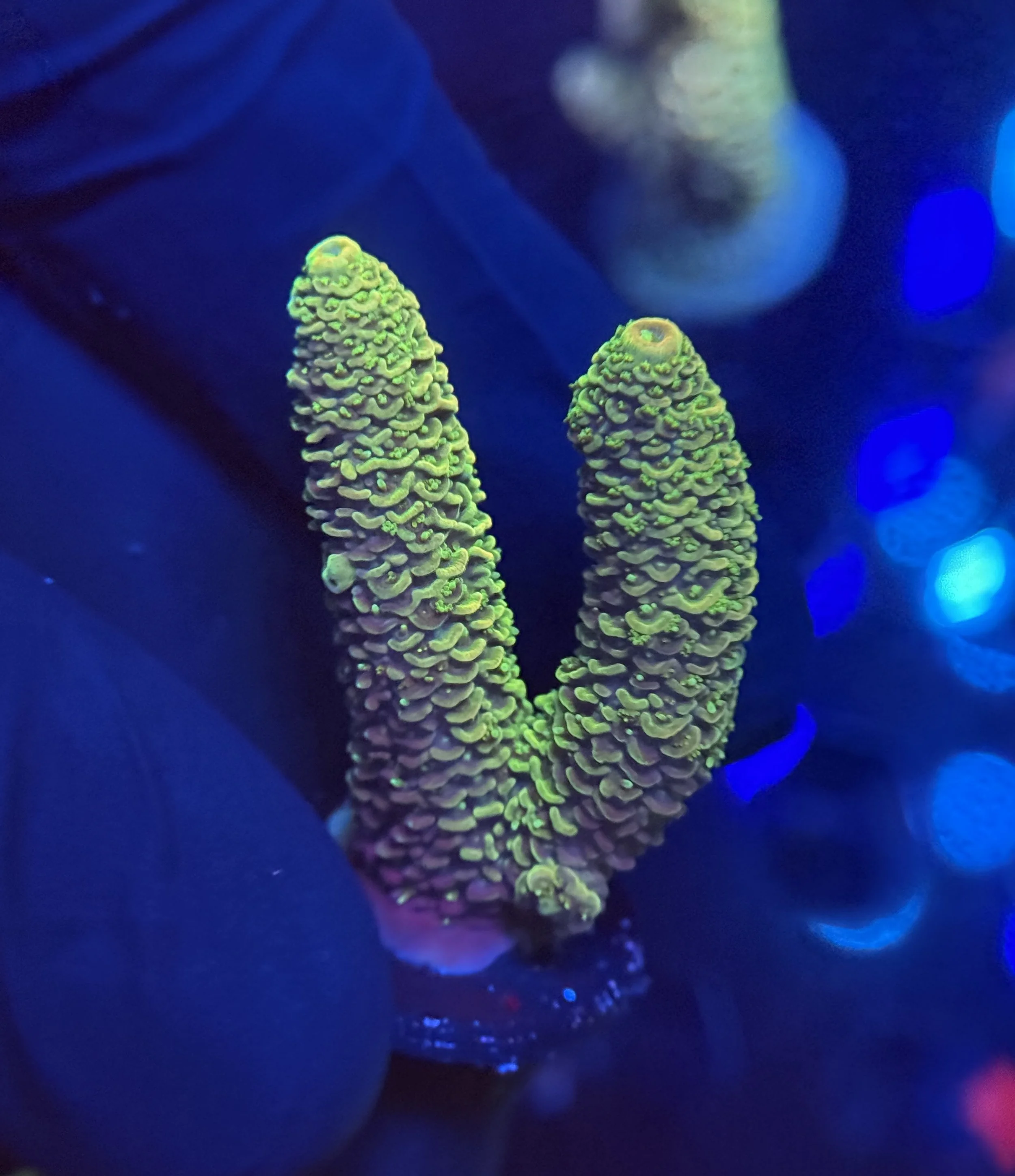 Acropora Frag 004 $30.jpg