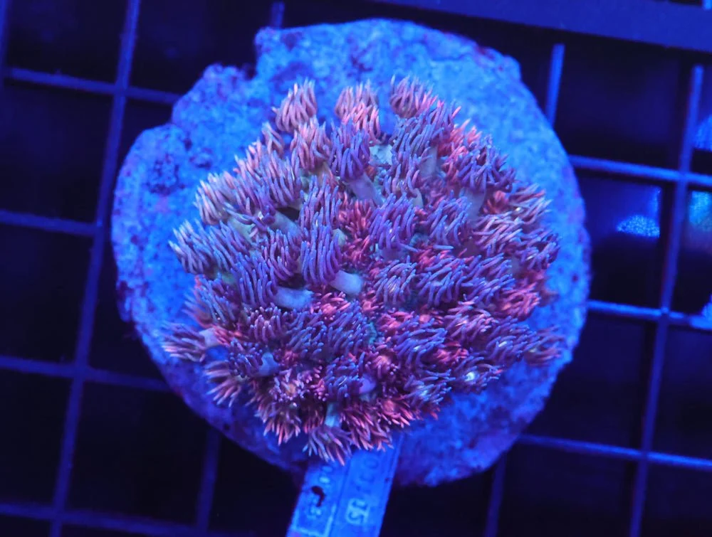 B98 -Indo Cotton Candy Popper Goniopora — Special Order [SDC-B98]
