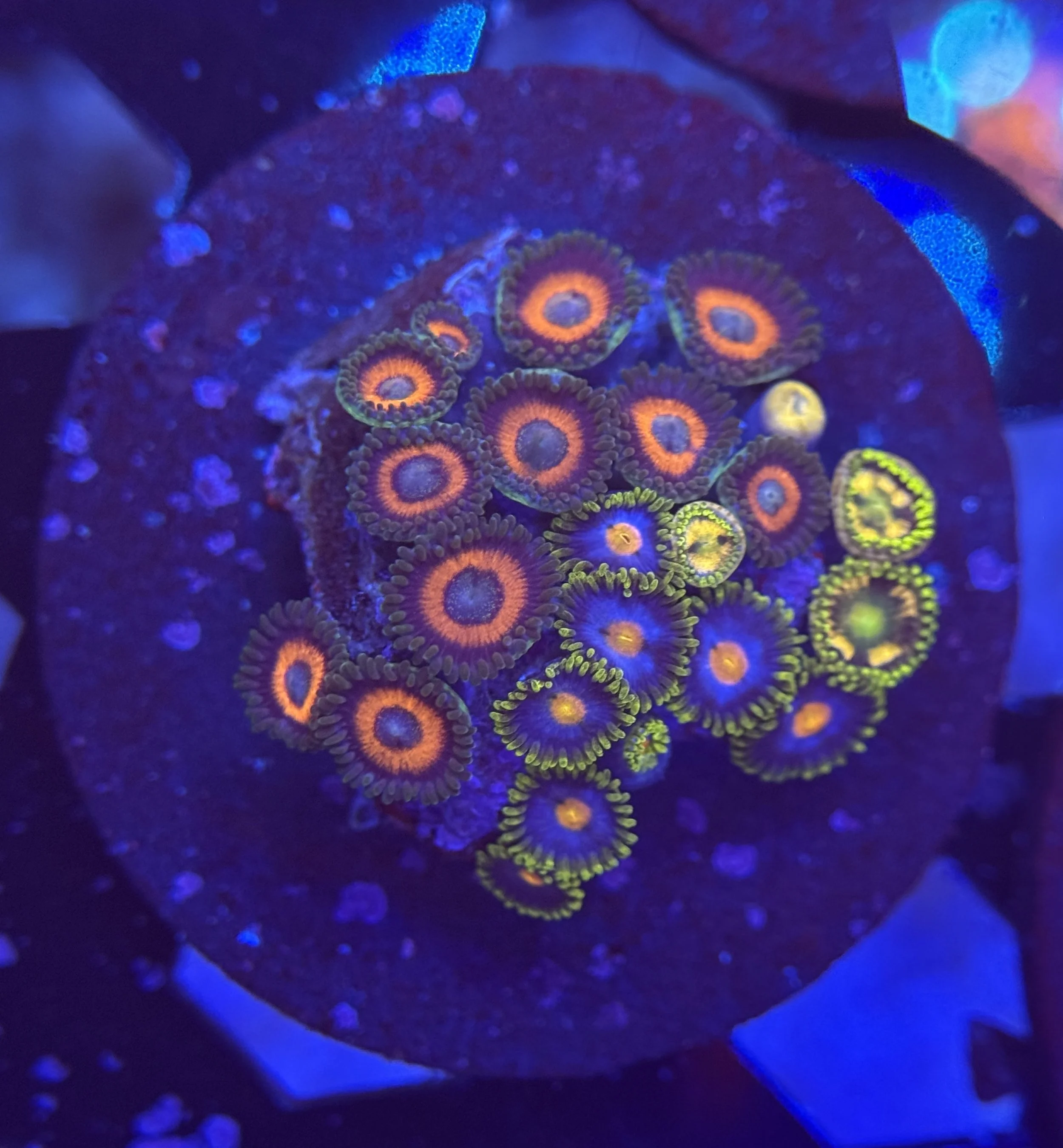Assorted Zoa Frag 003 $30.jpg