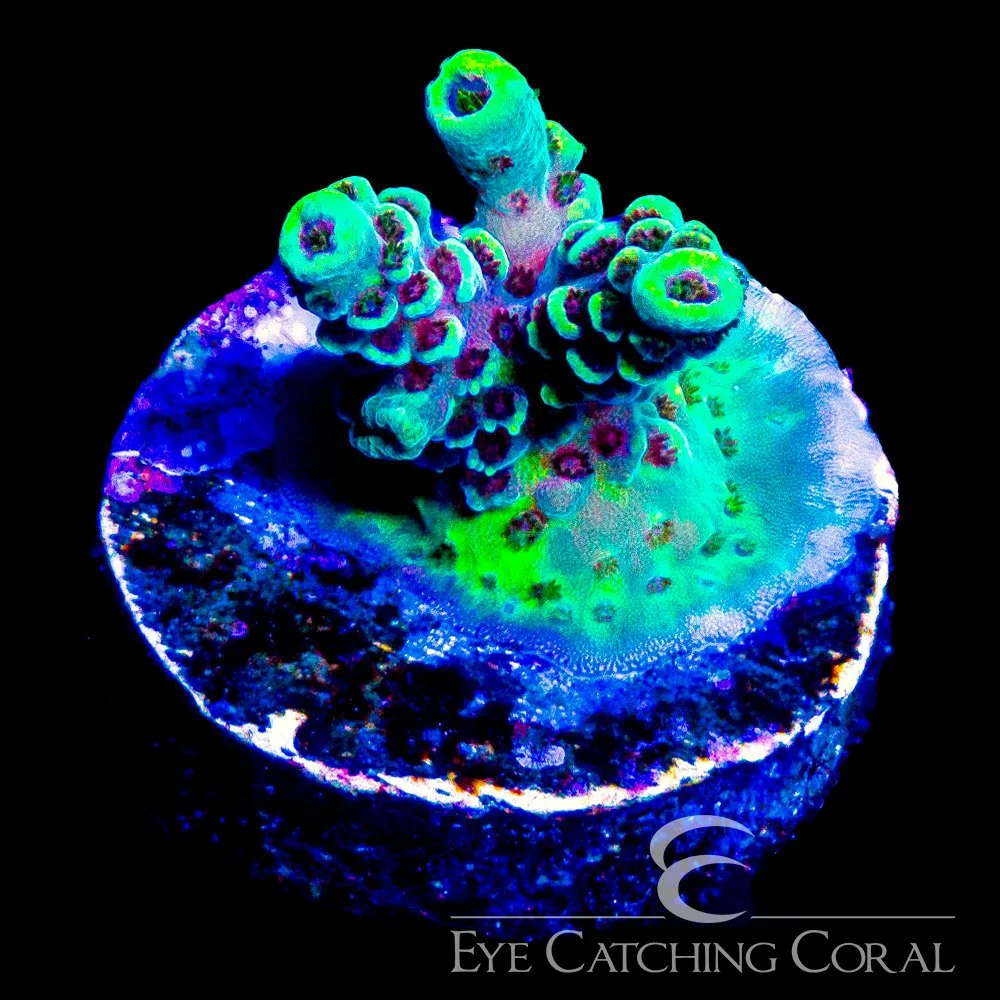 ECC Rainbow Sherbet Acropora Frag — Special Order [AC1185]