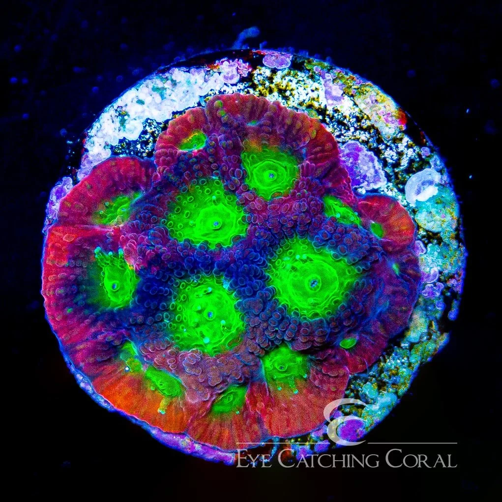 ECC Falcon Favia Frag — Special Order [AC576]