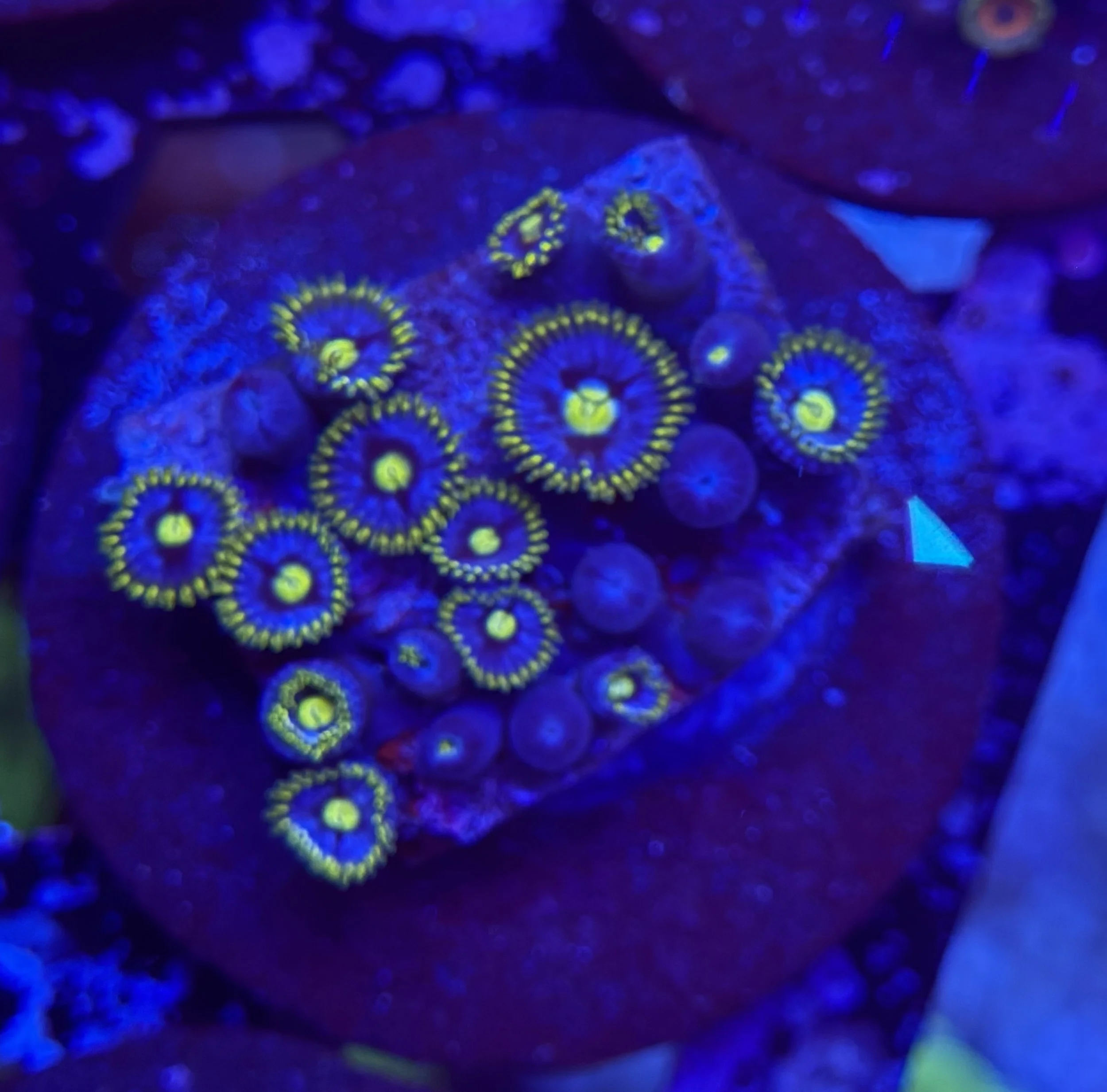 Assorted Zoa Frag 009