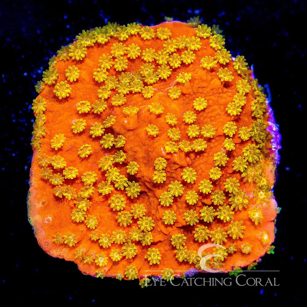 ECC Sunburst Montipora Frag — Special Order [AC292]