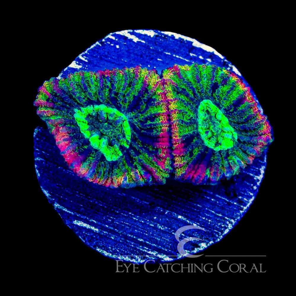 ECC Acid Drop Micro Favia Frag — Special Order [AC1130]