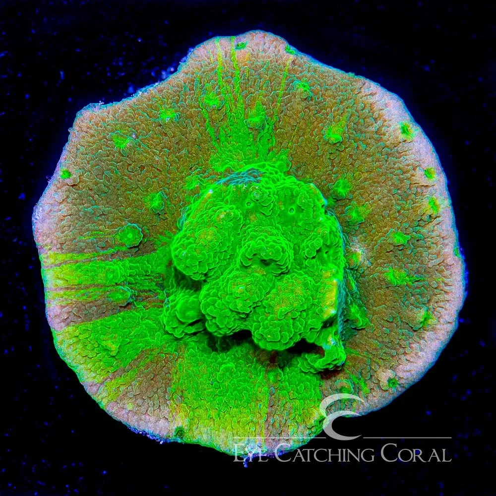ECC Acid Shower Astreopora Frag — Special Order [AC455]