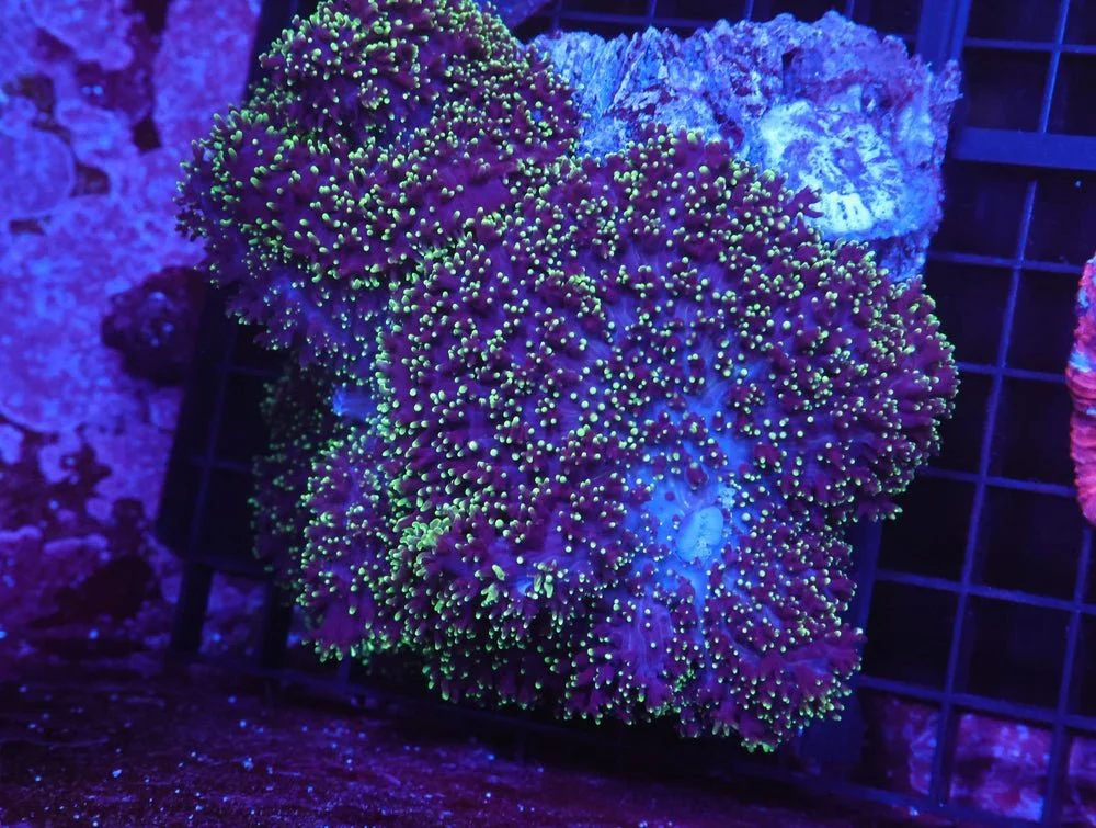 B150 - Green Frilly Mushroom — Special Order [SDC-B150]