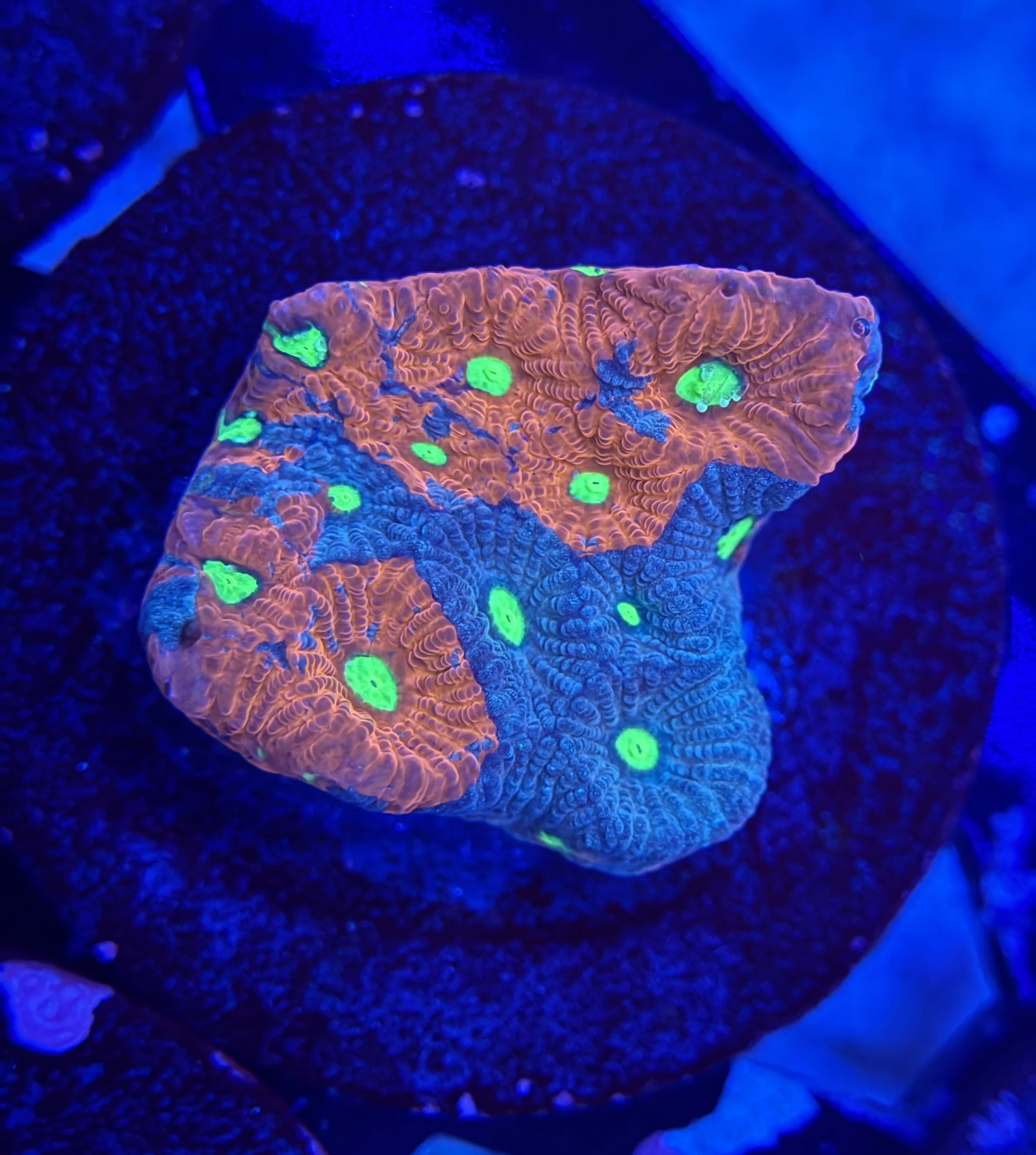 War Coral Frag 005