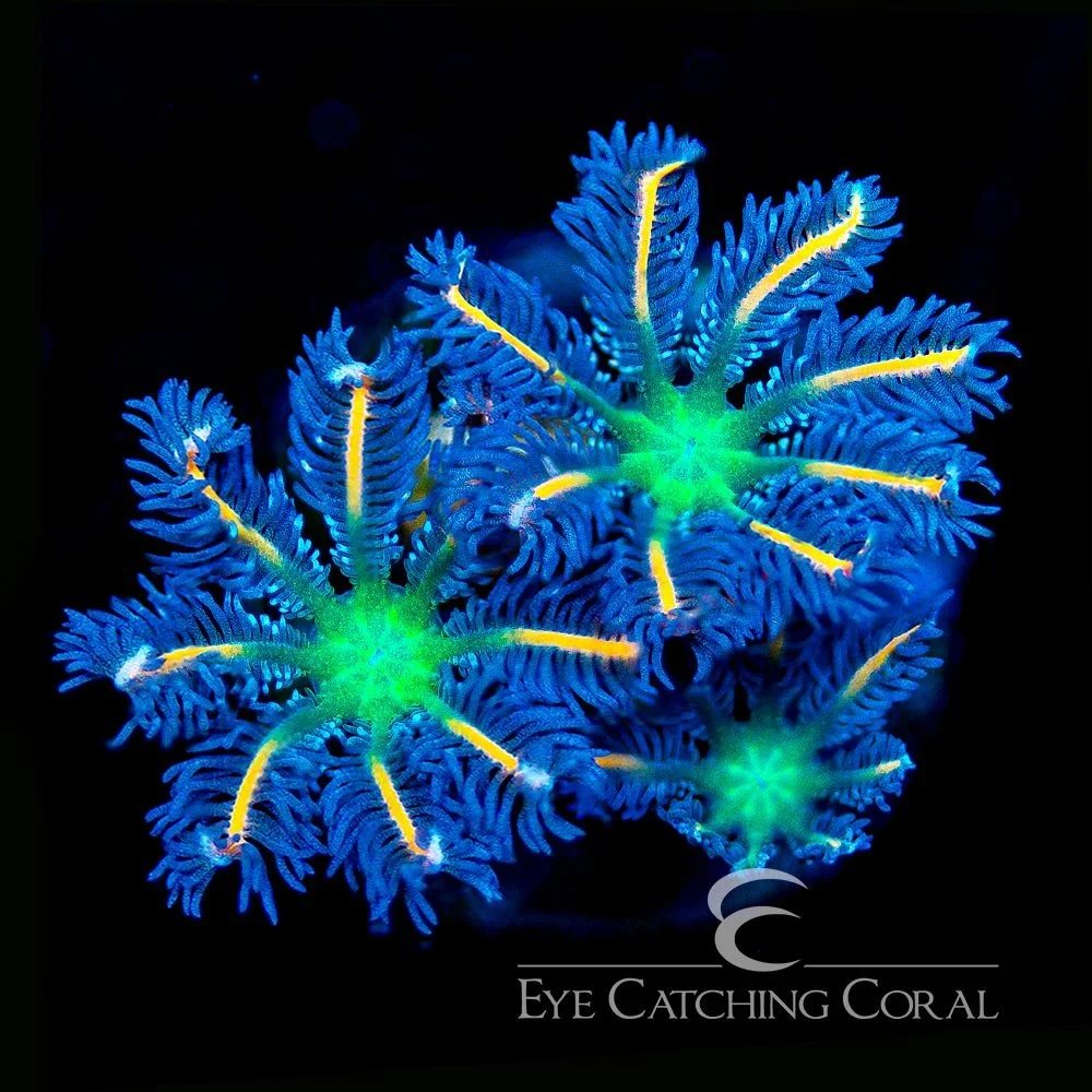 TSA Fireworks Clove Polyp Frag — Special Order [AC839]
