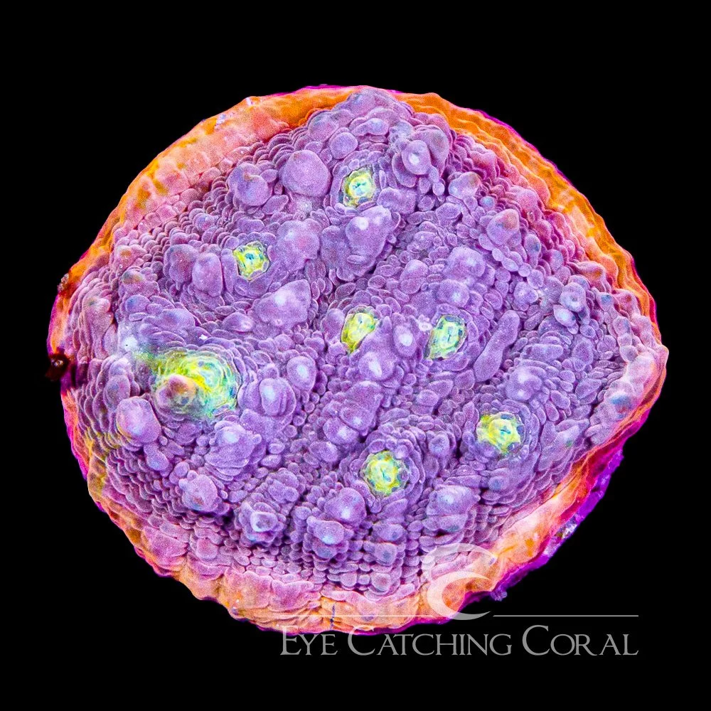 ECC Proper Peach Chalice Frag — Special Order [AC1024]