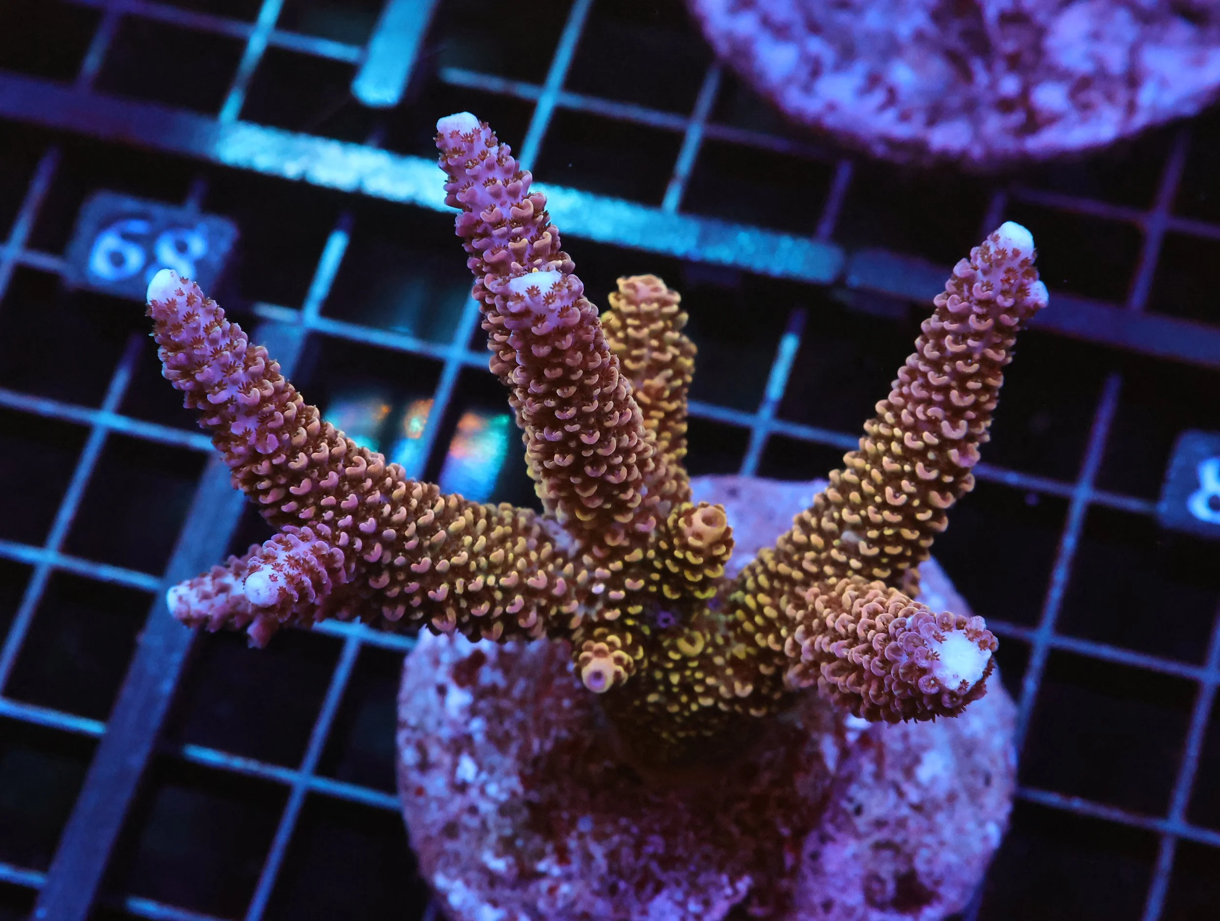 Orange Setosa Montipora Coral — HIGH TIDE AQUATICS