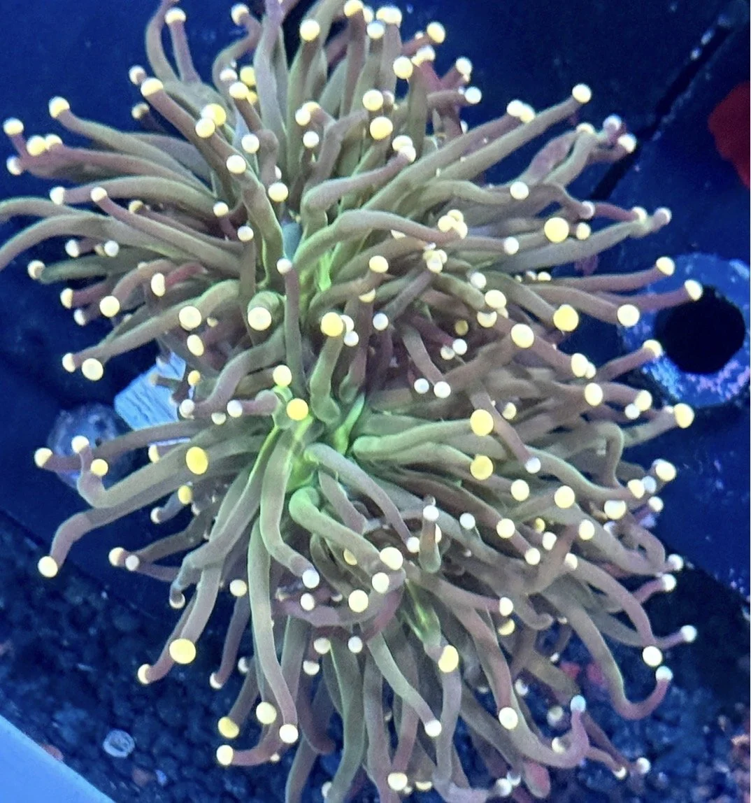 Pink Tip Torch 2 Heads