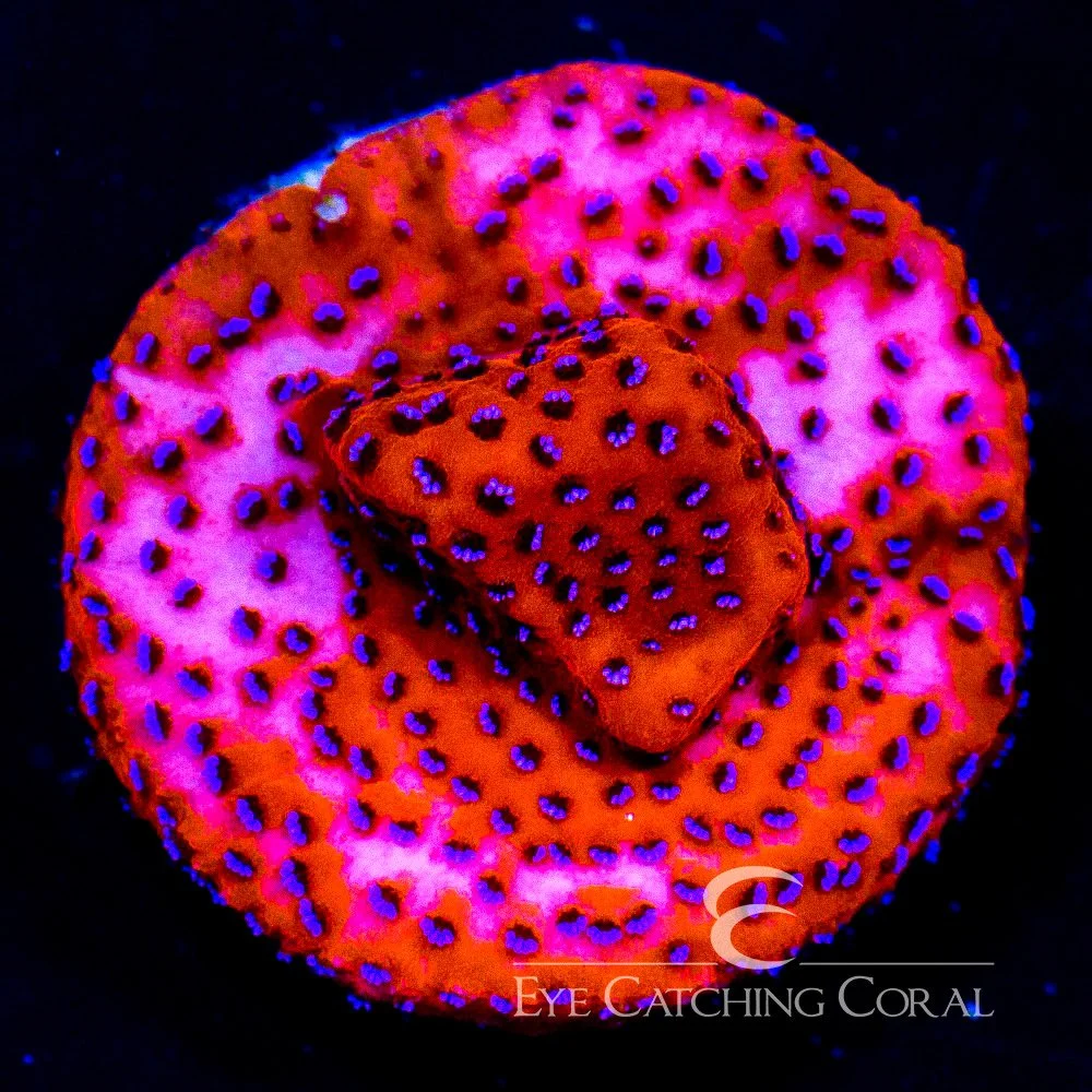 ECC Mystic Sunset Montipora Frag — Special Order [AC111]