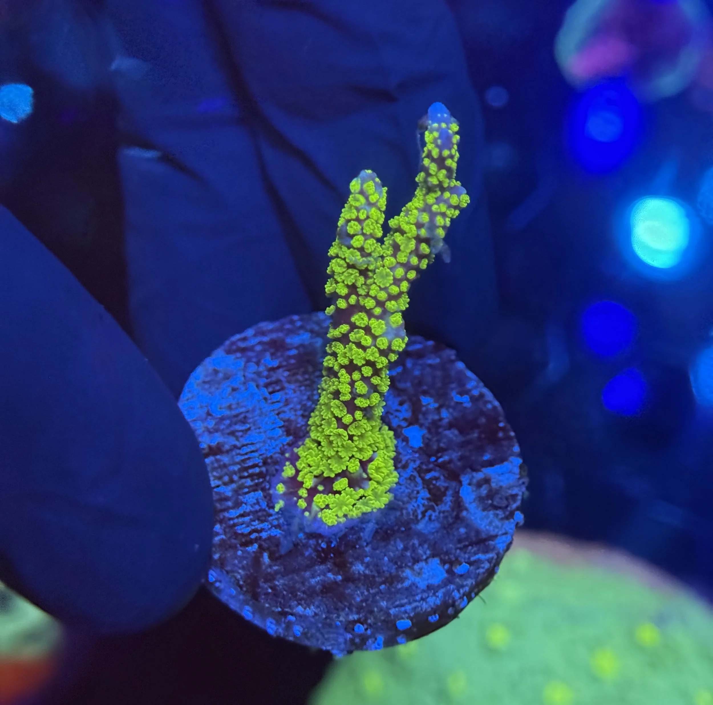 Tubbs Stellata Montipora Frag $30.jpg