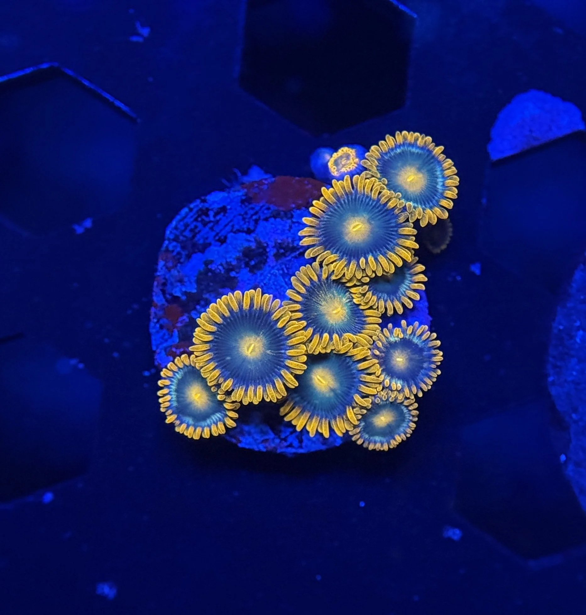 Gatorade Zoa Frag $30.jpg