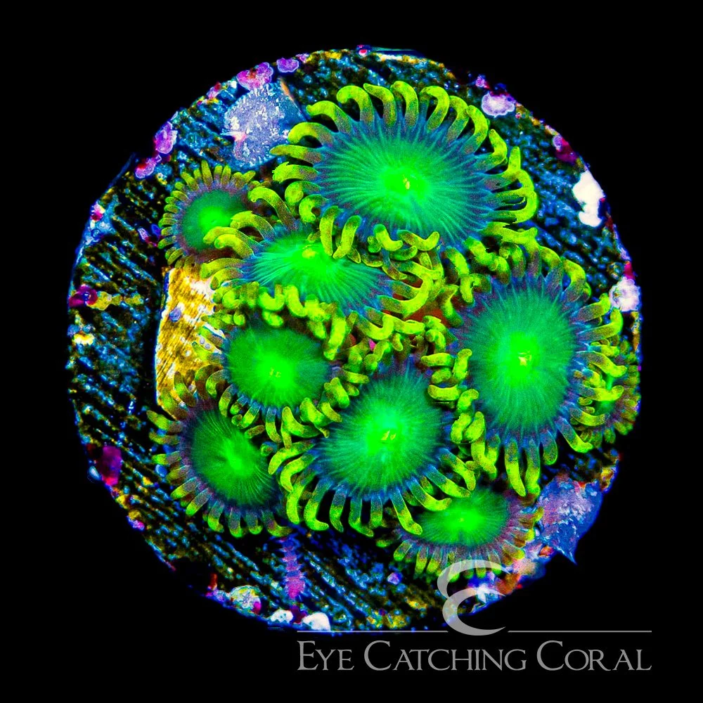 ECC Galactic Dragon Eye Zoanthid Frag (4+Polyp Average) — Special Order [AC1189]
