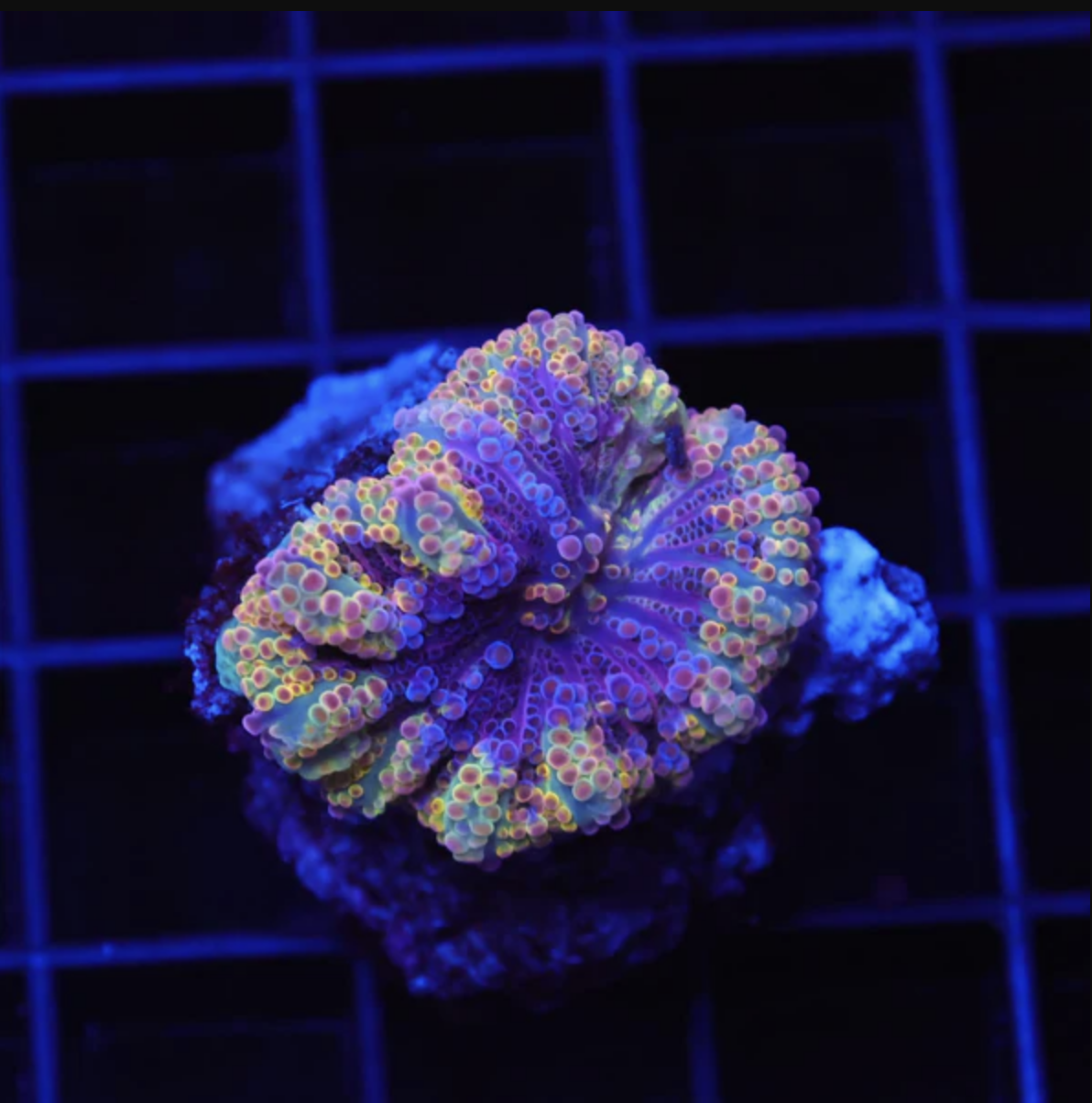 Rainbow Confetti Ricordea Mushroom