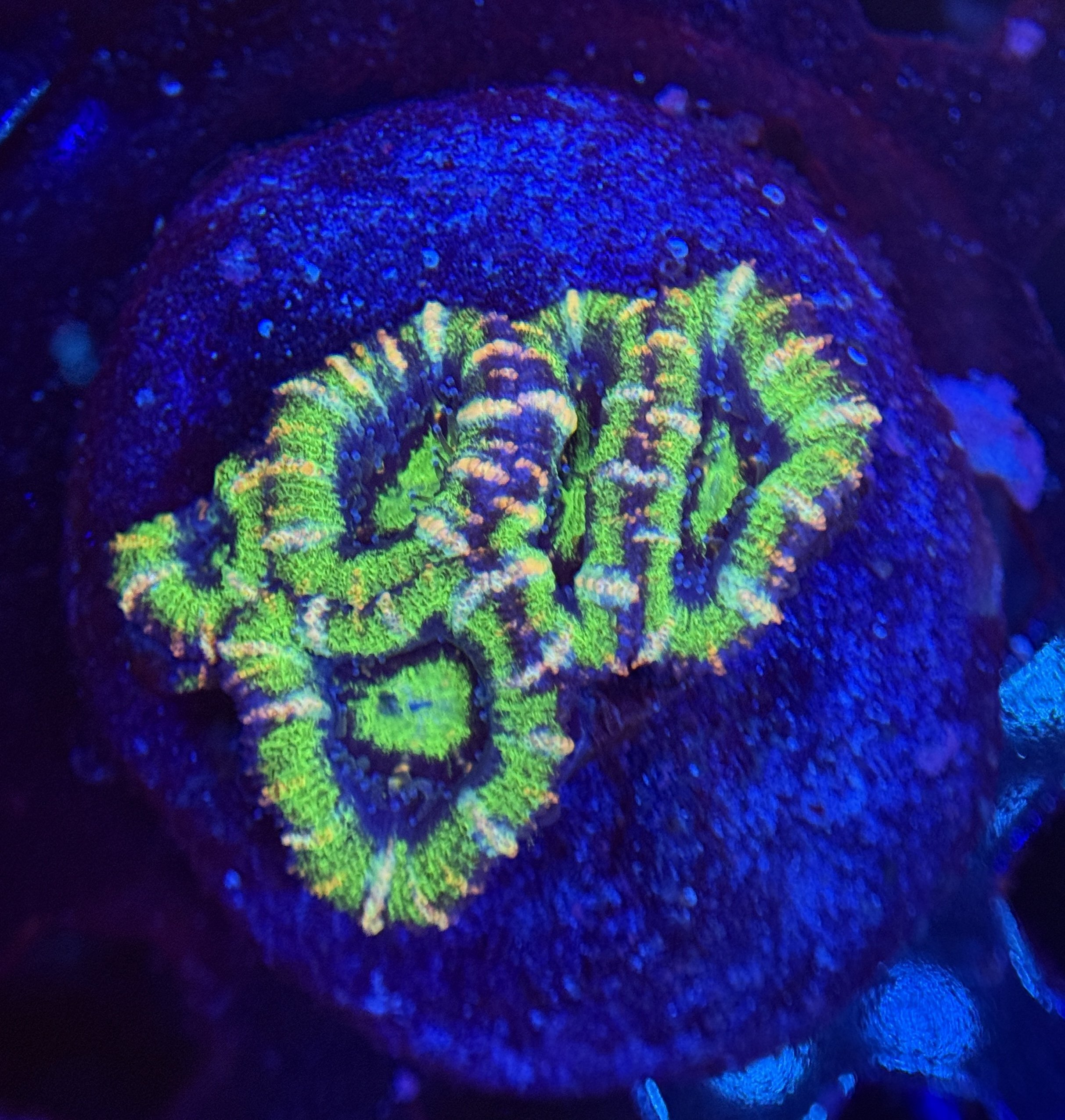 Acan Mini Colony 002 $60.jpg