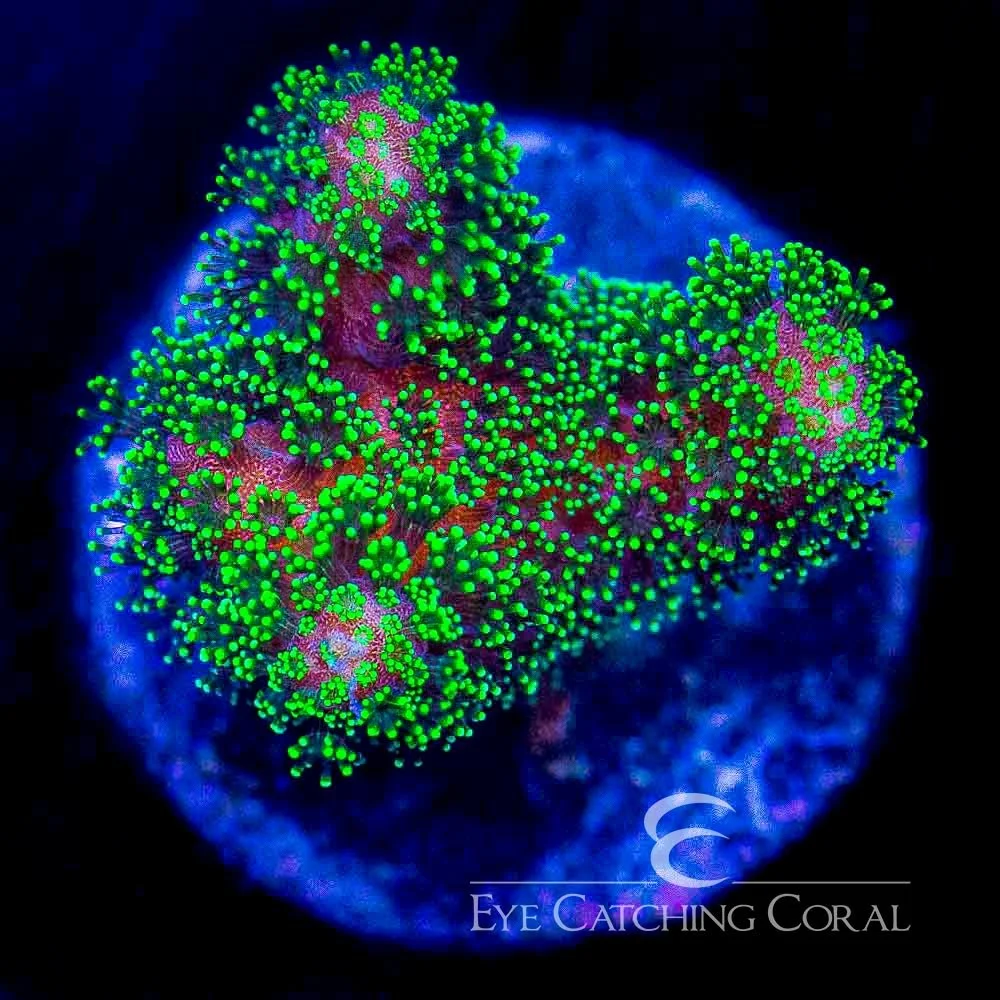 ECC Green Stylophora Frag — Special Order [AC558]