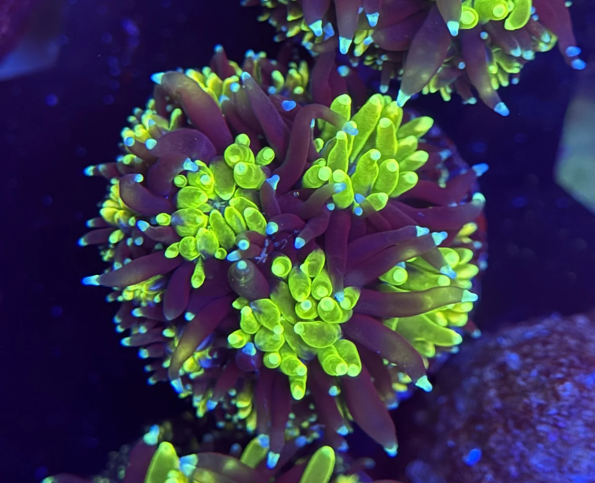 Galaxy Frag 001