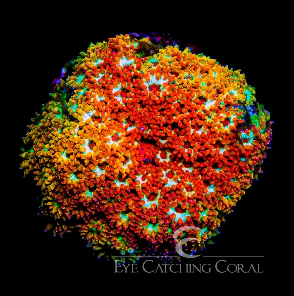 ECC Rainbow Fusion Short Polyp Goniopora Frag — Special Order [AC1084]