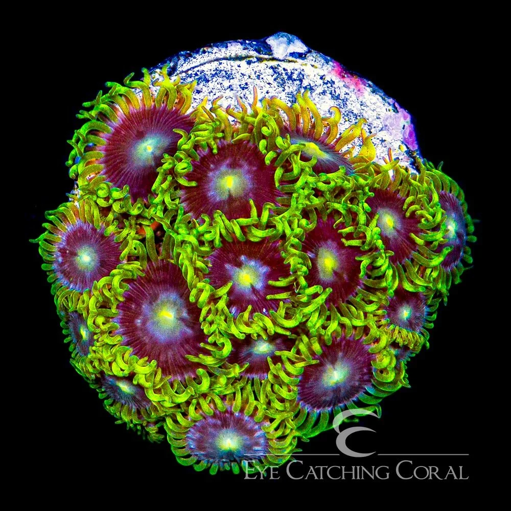 ECC Starfighter Zoanthid Frag (4+ Polyp Average) — Special Order [AC719]