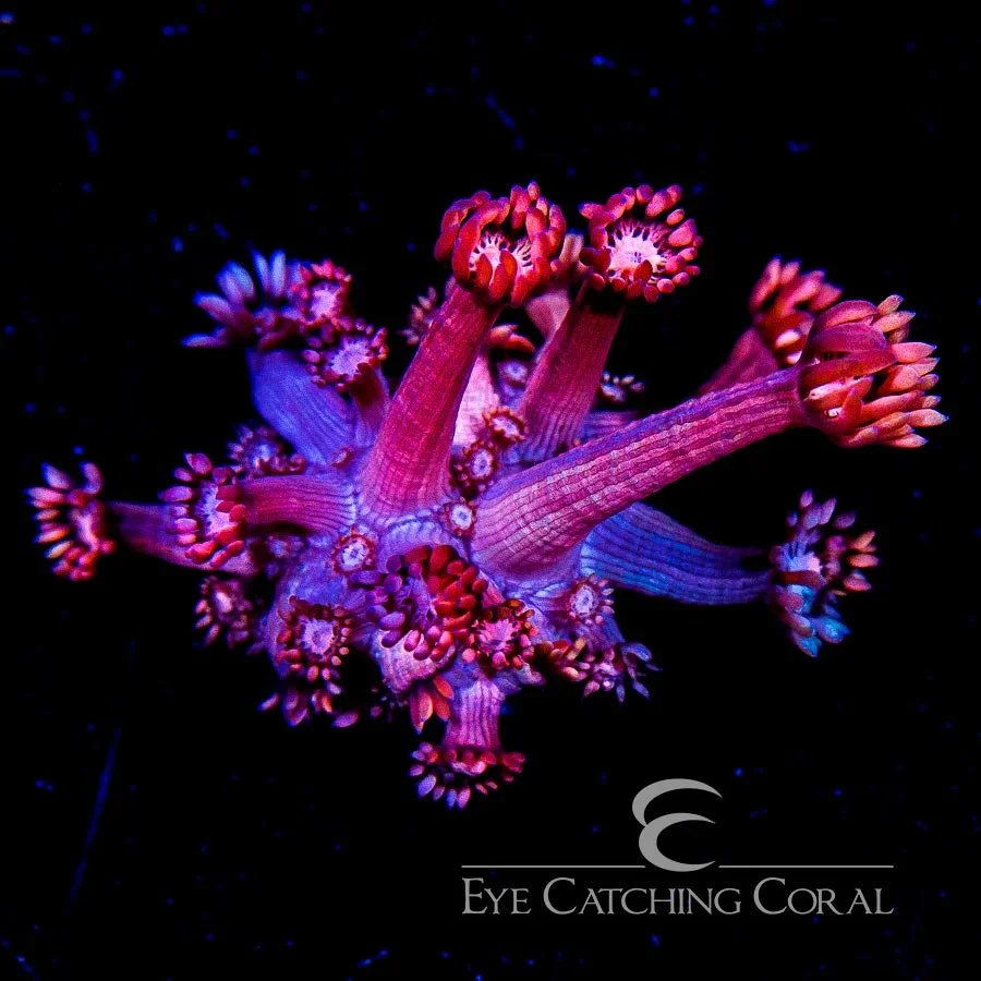 ECC Grafted Confetti Goniopora Frag (Rare Blue and Pink Mix) — Special Order [AC490]