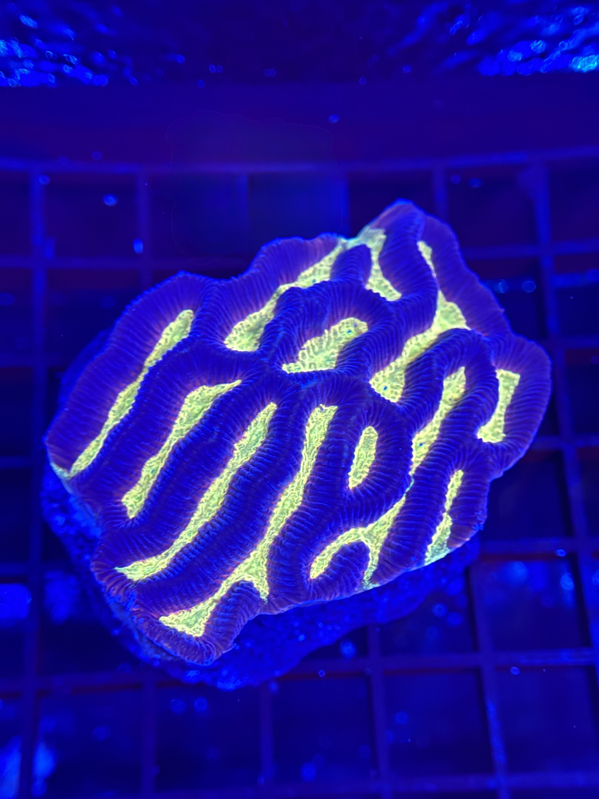 Platygyra Mini Colony