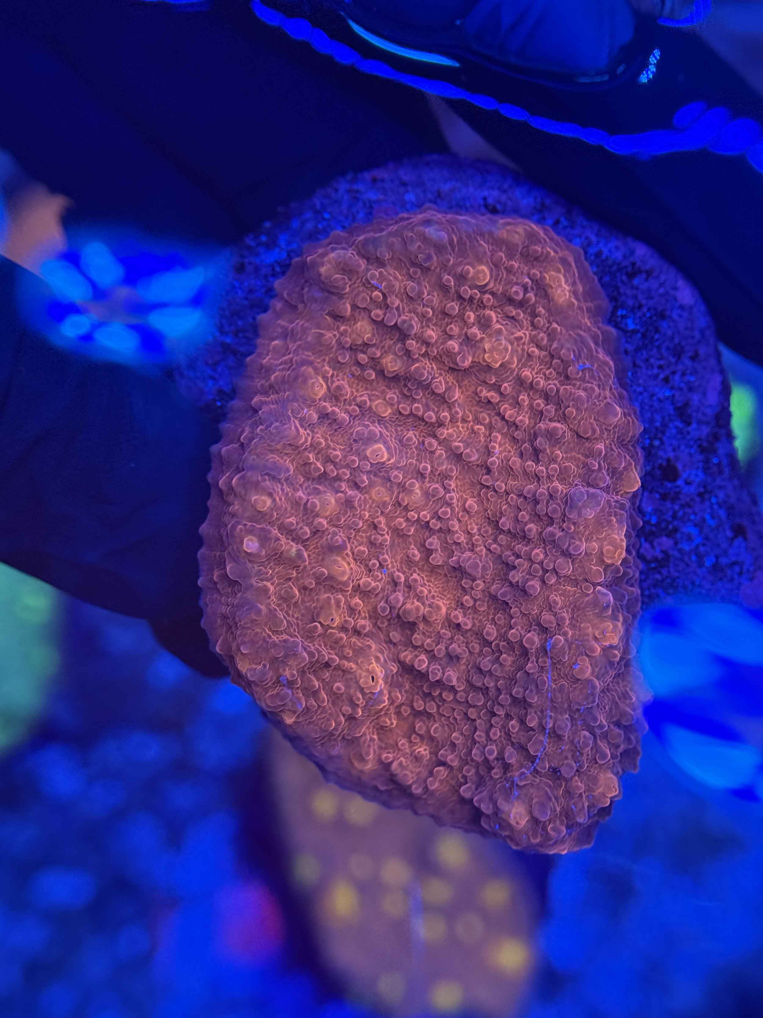 Chalice Mini Colony 004