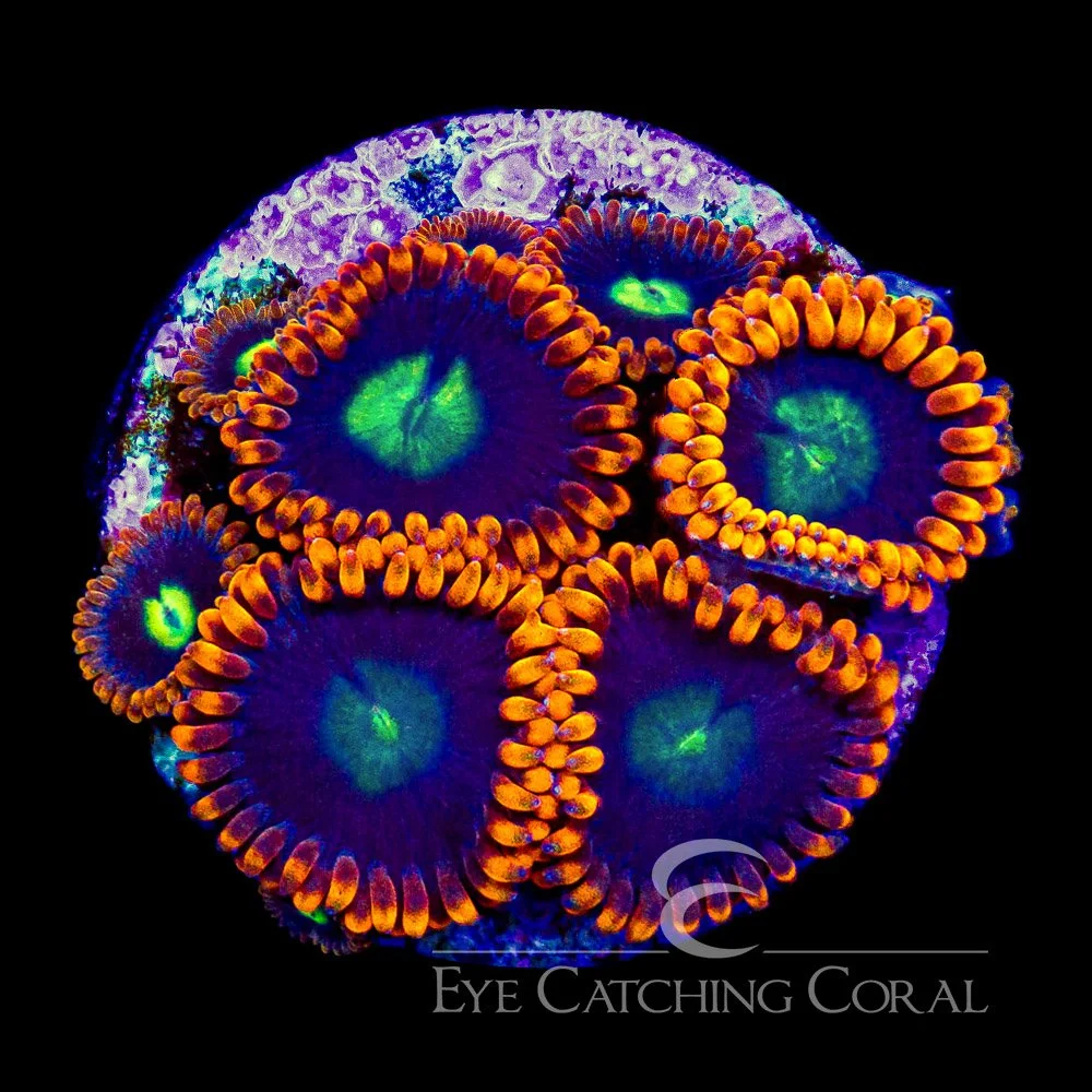 ECC Burning Suns Zoanthid Frag (4+ Polyp Average) — Special Order [AC349]