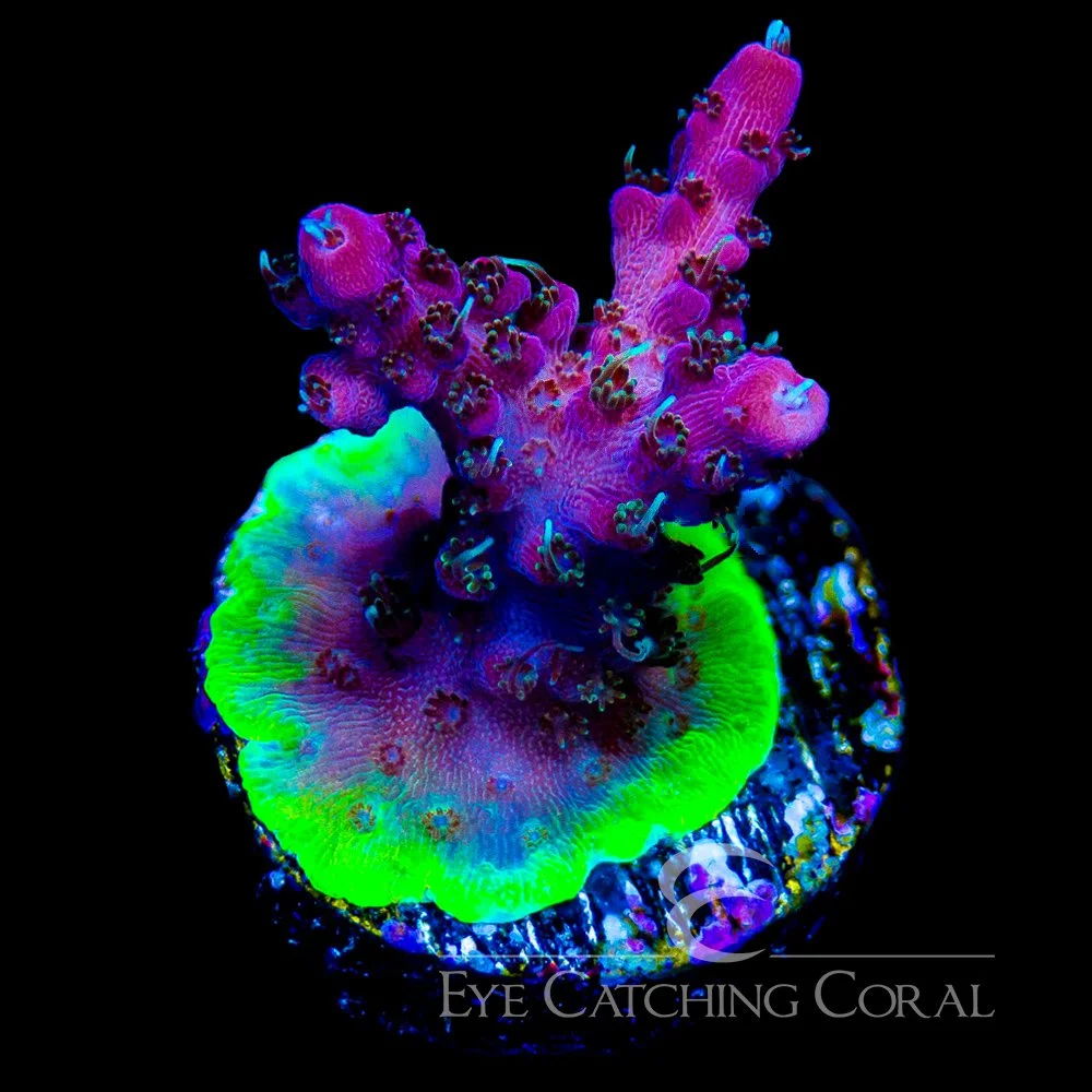 ECC Rings of Saturn Acropora Frag — Special Order [AC1077]