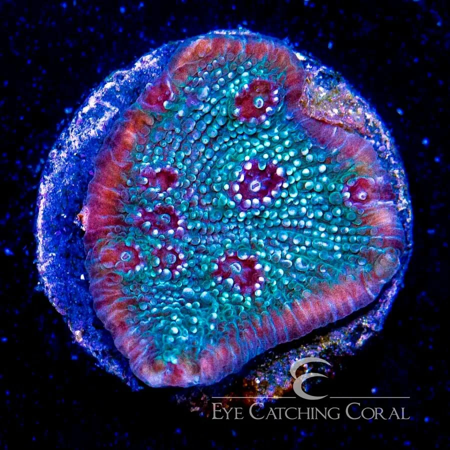 ECC Glacial Freeze Stunner Chalice Frag — Special Order [AC369]
