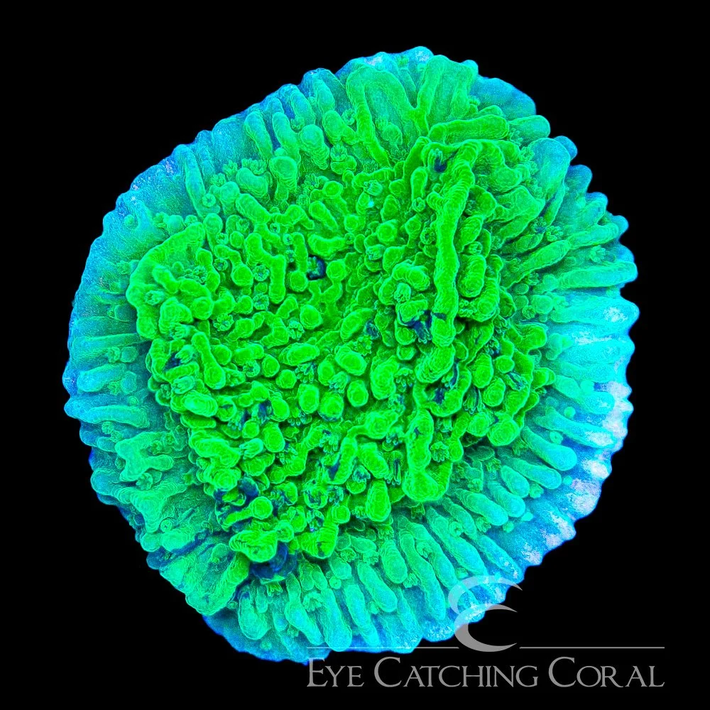 ECC Evergreen Montipora Frag — Special Order [AC1160]