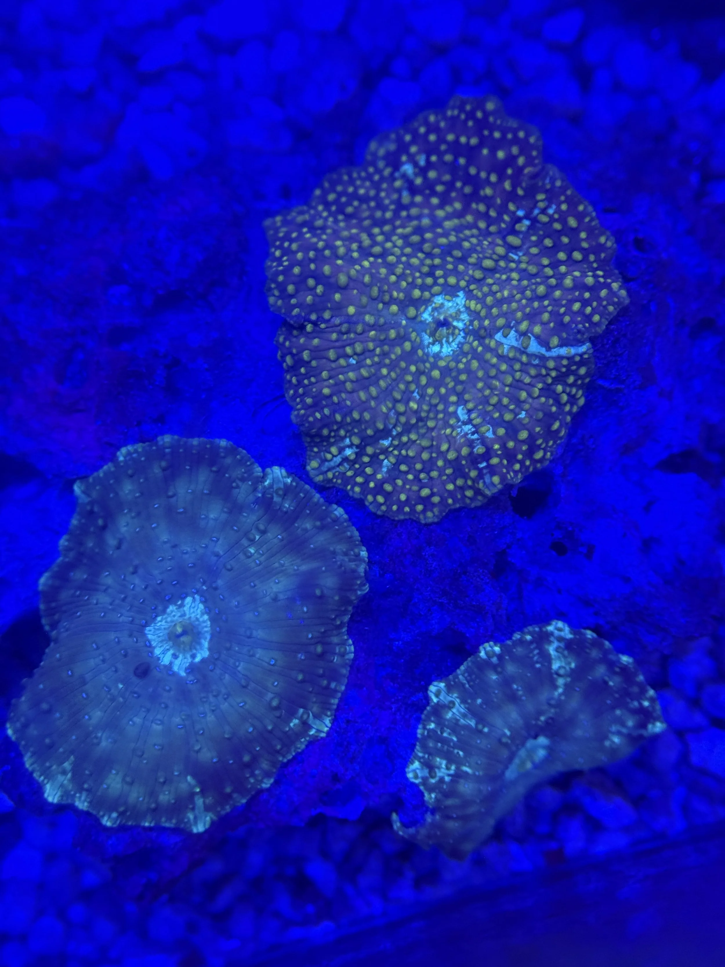 Gold Speckled Discosoma