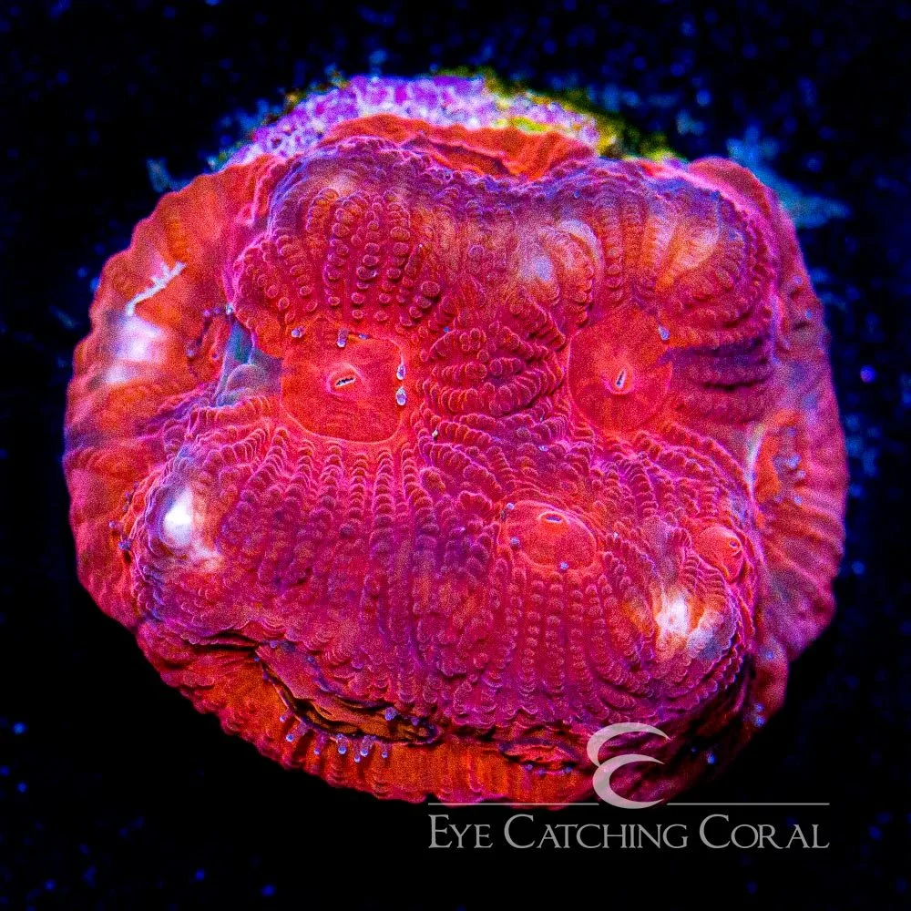 ECC Solar Flare Favia Frag — Special Order [AC387]